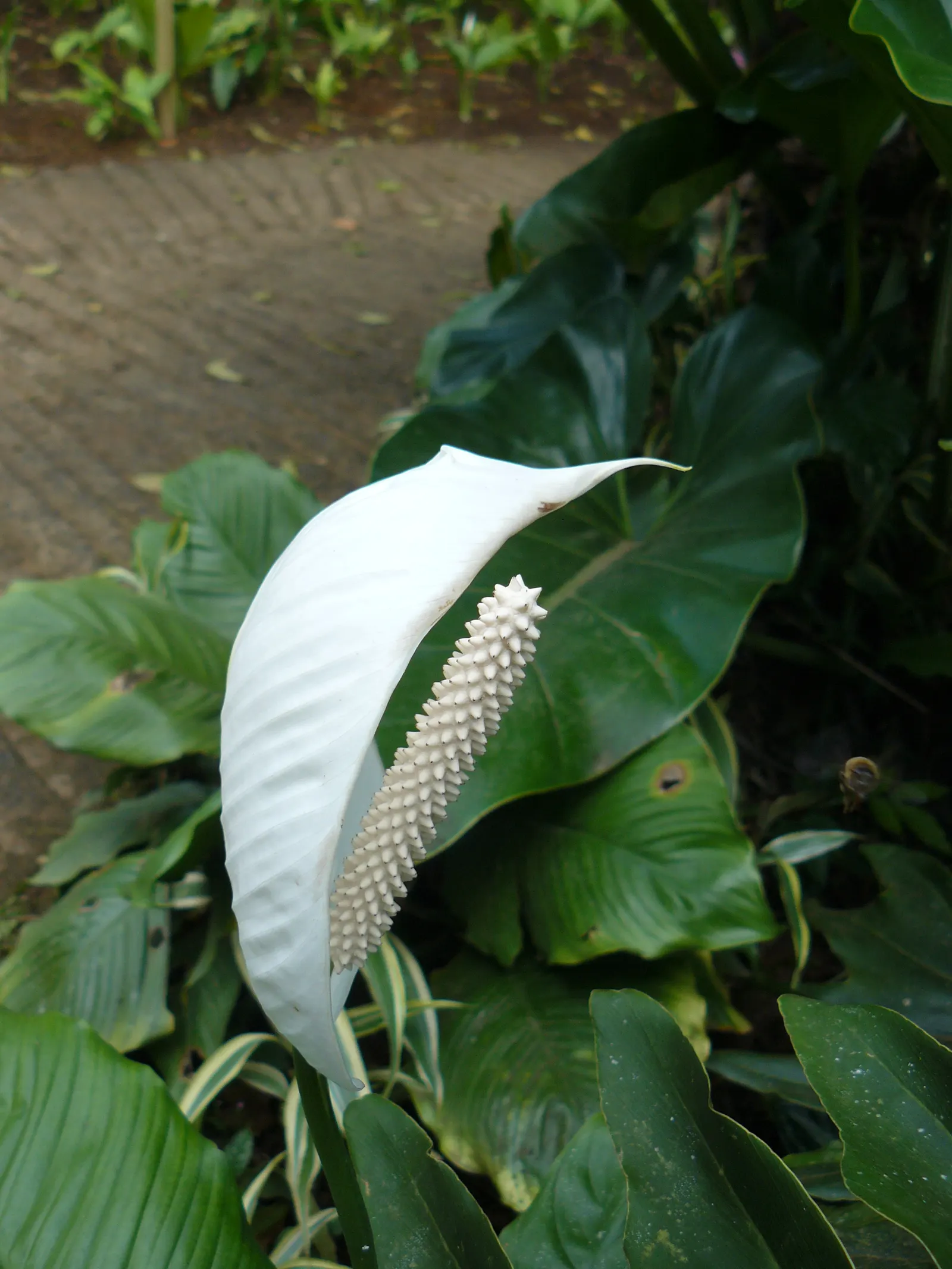Peace Lily (Spathiphyllum wallisii) — as overwatering can lead to root rot.<br><br>Aside from aesthetic value; an elegant evergreen perennial