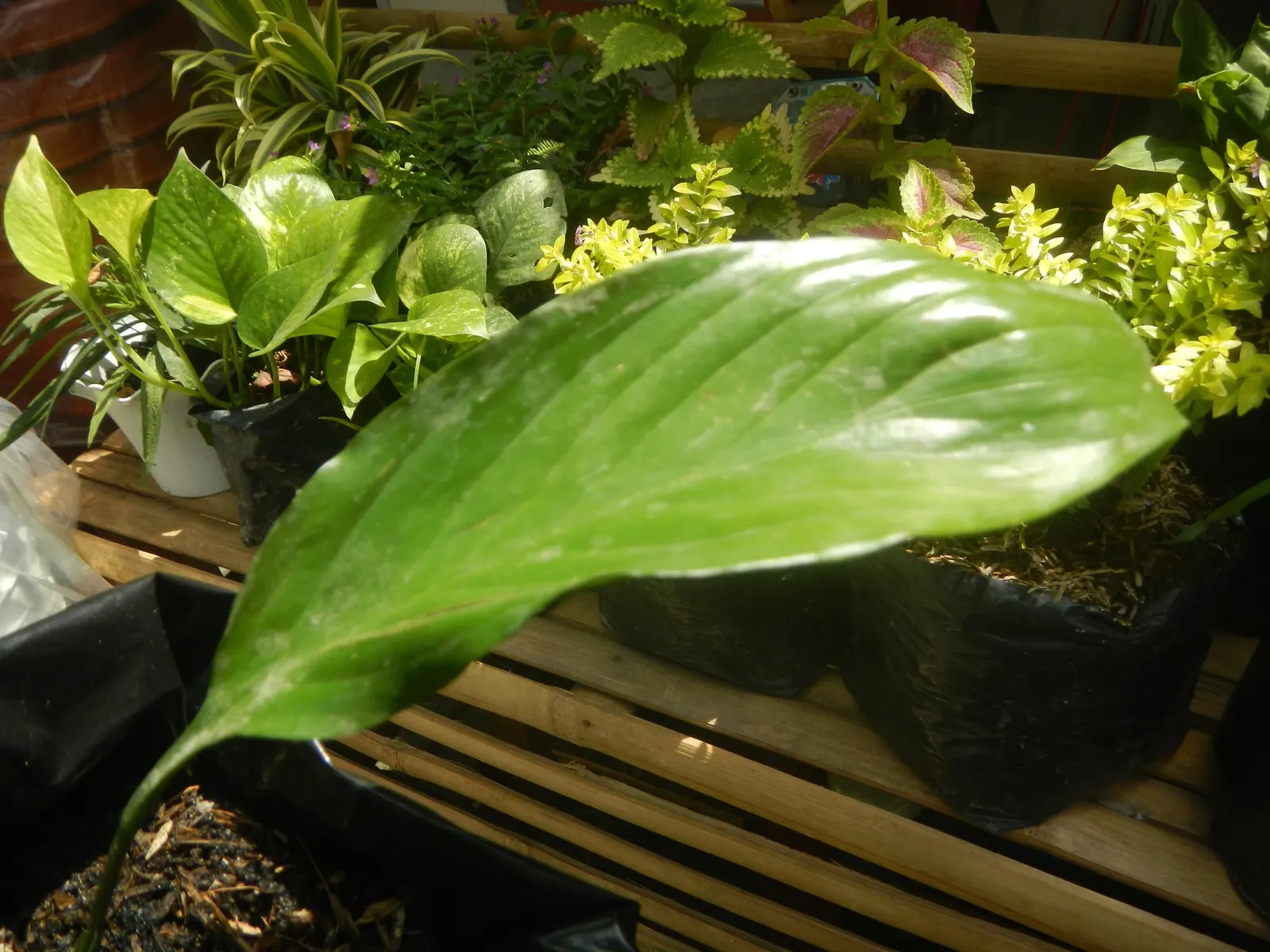 Peace Lily (Spathiphyllum wallisii) — The Peace Lily (Spathiphyllum); and its striking white spathes that envelop subtle spadix flowers, image 109
