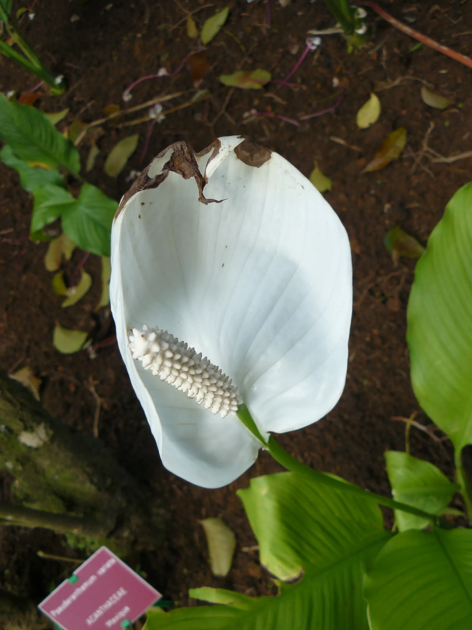 Peace Lily (Spathiphyllum wallisii) — These perennials are indigenous to tropical regions of the Americas and Southeast Asia; perennial with white, image 62