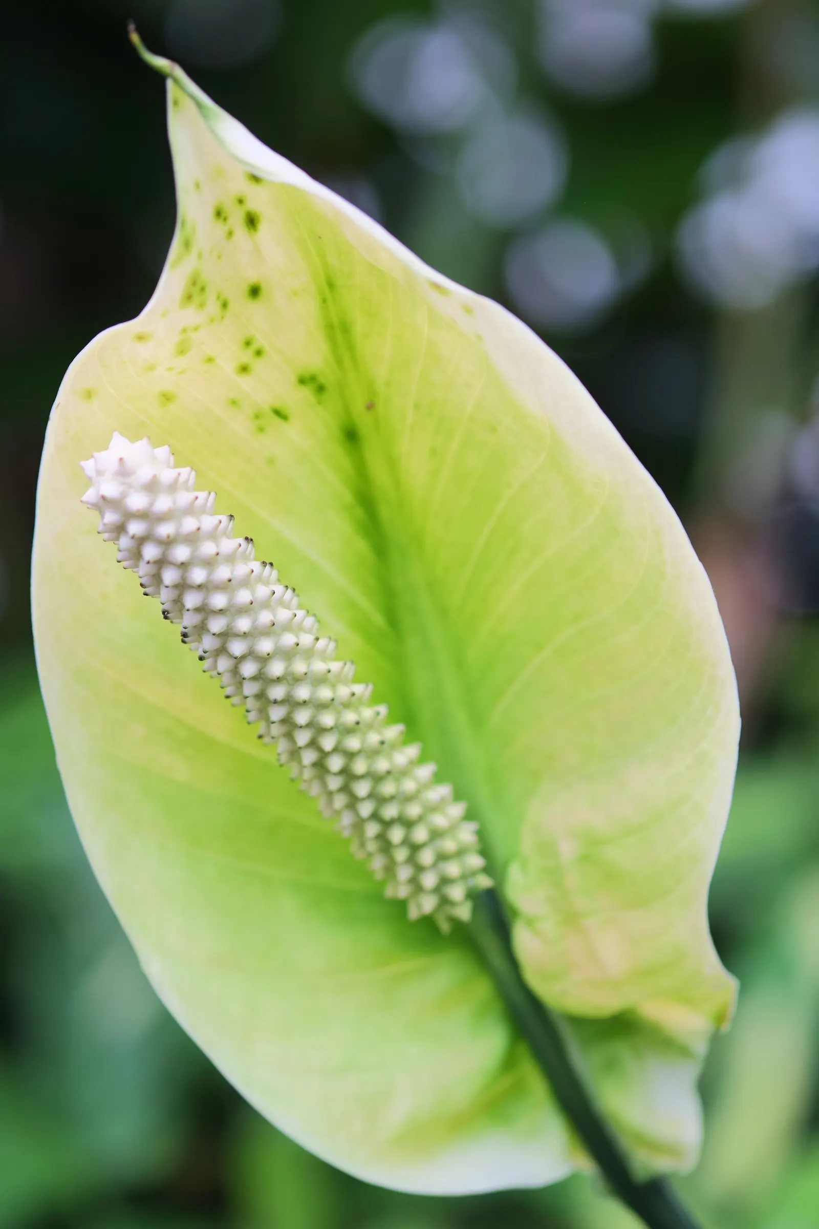 Peace Lily (Spathiphyllum wallisii) — offering both beauty and practical benefits; lance-shaped leaves reaching 6-8 inches long, image 78