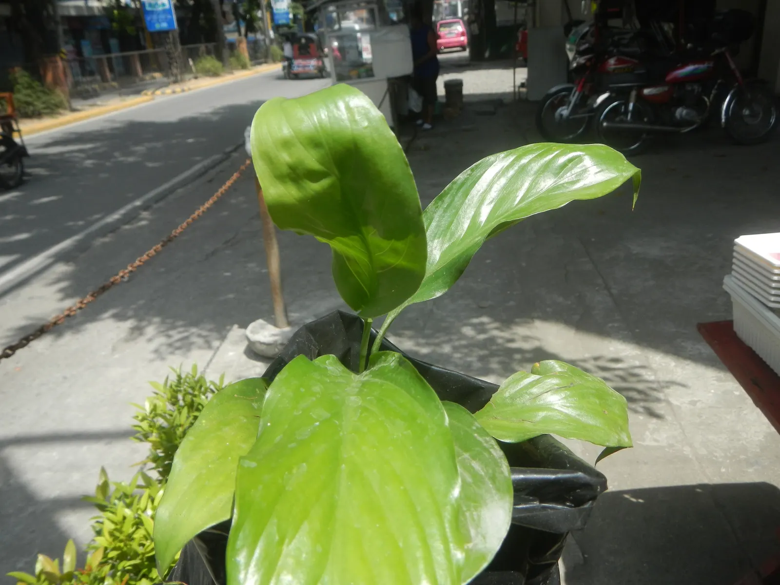 Peace Lily (Spathiphyllum wallisii) — perennial for deep shade or shade