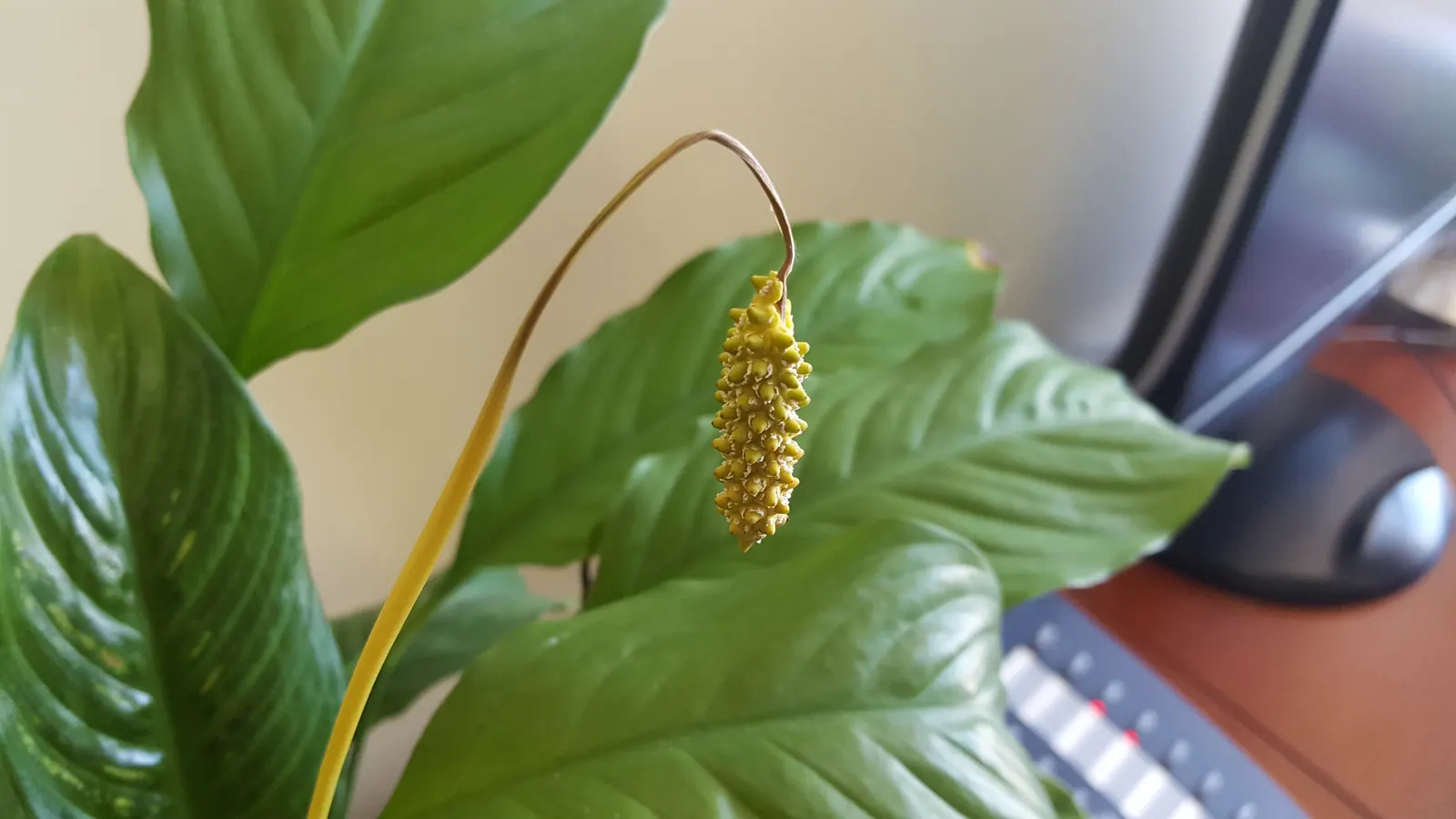 Peace Lily (Spathiphyllum wallisii) — capable of filtering out harmful toxins and improving indoor air quality; peace Lilies require a humid, image 103