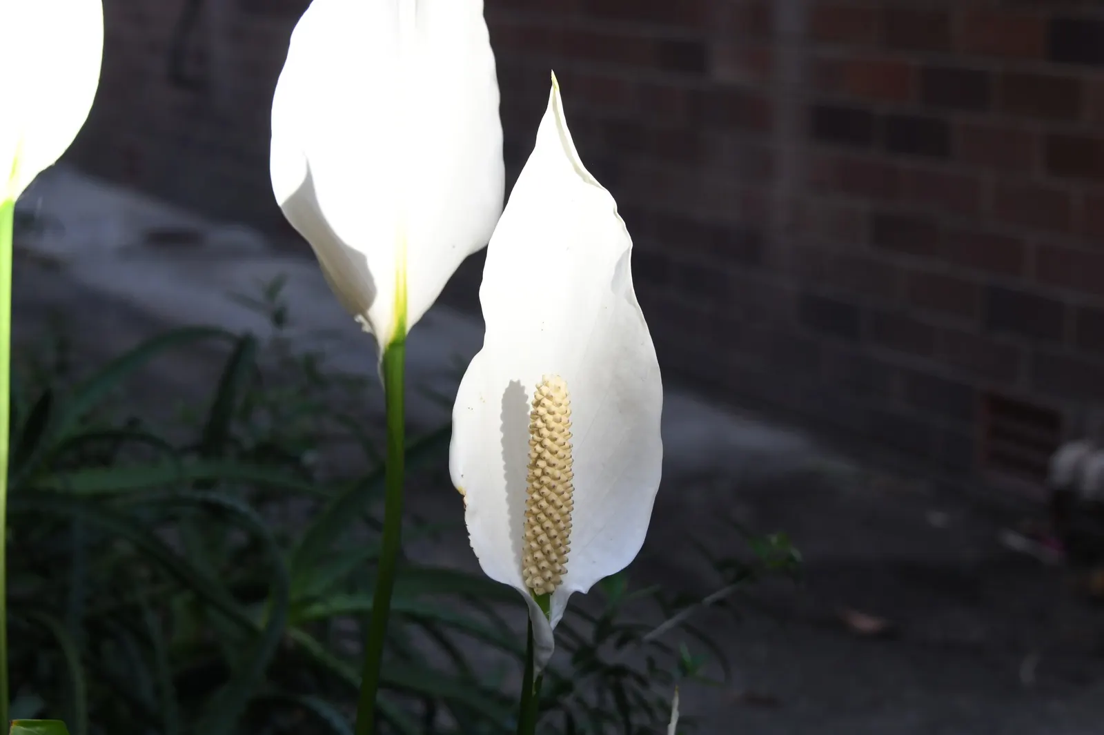 Peace Lily (Spathiphyllum wallisii) — lance-shaped leaves reaching 6-8 inches long; indoor plantings benefit from regular misting, image 111