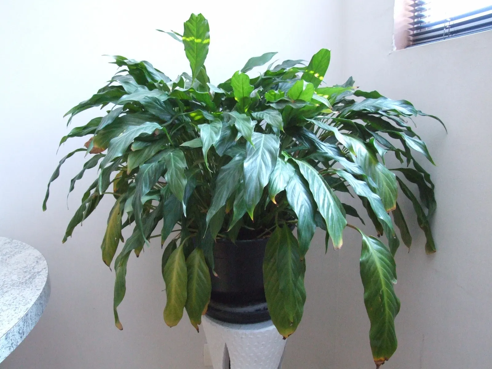 Peace Lily (Spathiphyllum wallisii) — is a timeless and elegant choice that adds a touch of tranquility to any garden or indoor space; use lukewarm water and