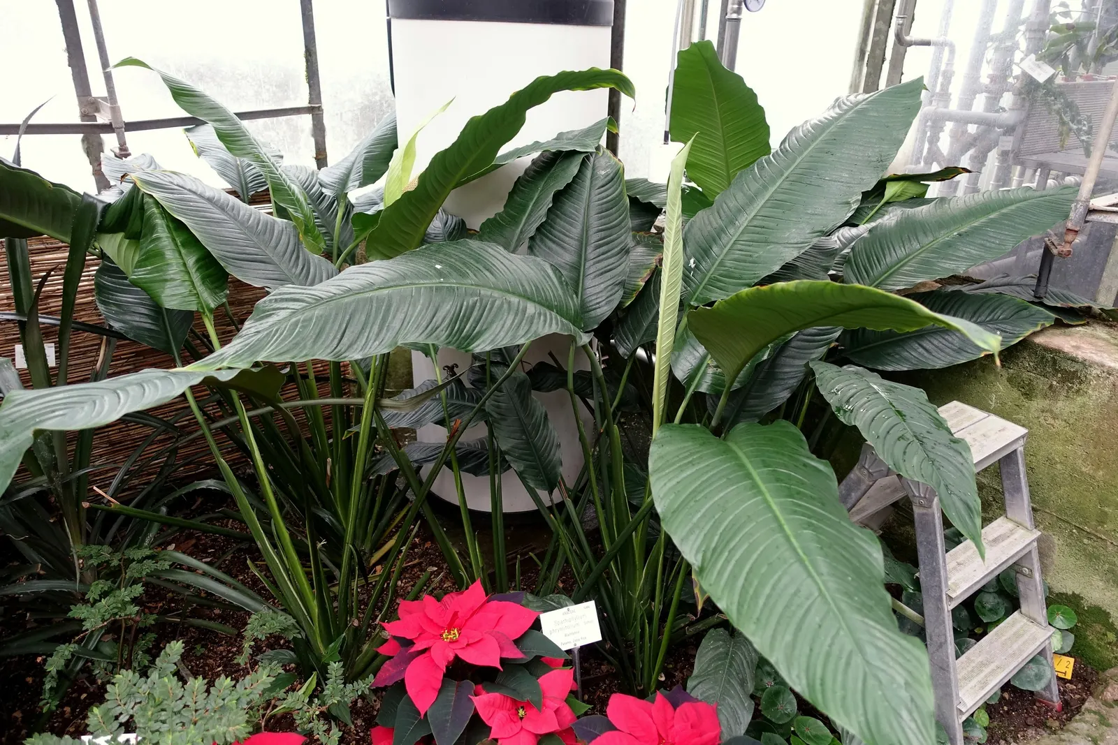 Peace Lily (Spathiphyllum wallisii) — an elegant evergreen perennial; well-draining soil with a pH slightly acidic to neutral.<br><br>As an, image 110