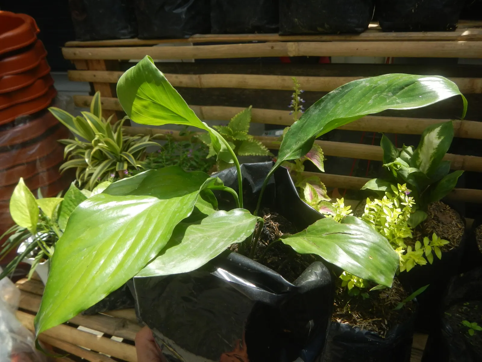 Peace Lily (Spathiphyllum wallisii) — making it a versatile option for landscape design; ideal for understory planting and indoor settings, it adds, image 90