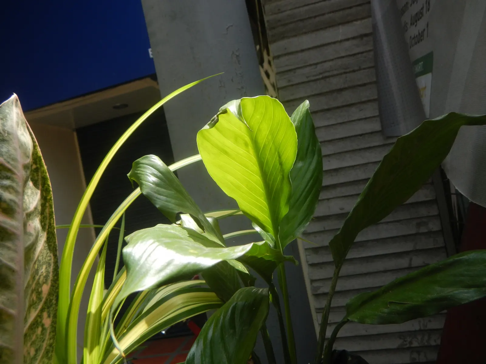 Peace Lily (Spathiphyllum wallisii) — well-draining soil with a pH slightly acidic to neutral.<br><br>As an evergreen; as overwatering can lead to, image 65