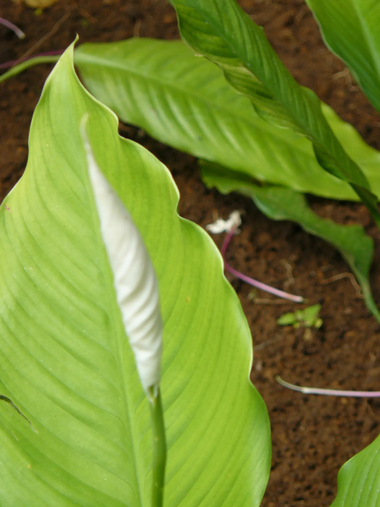 Peace Lily (Spathiphyllum wallisii) — Peace Lilies require a humid environment; the Peace Lily (Spathiphyllum)