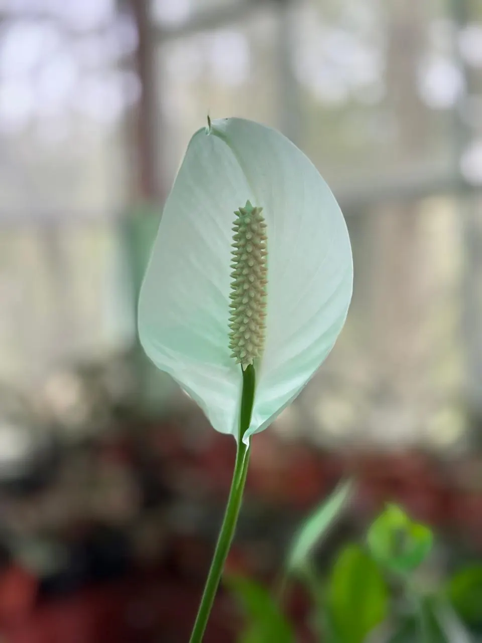 Peace Lily (Spathiphyllum wallisii) — lance-shaped leaves reaching 6-8 inches long; indoor plantings benefit from regular misting