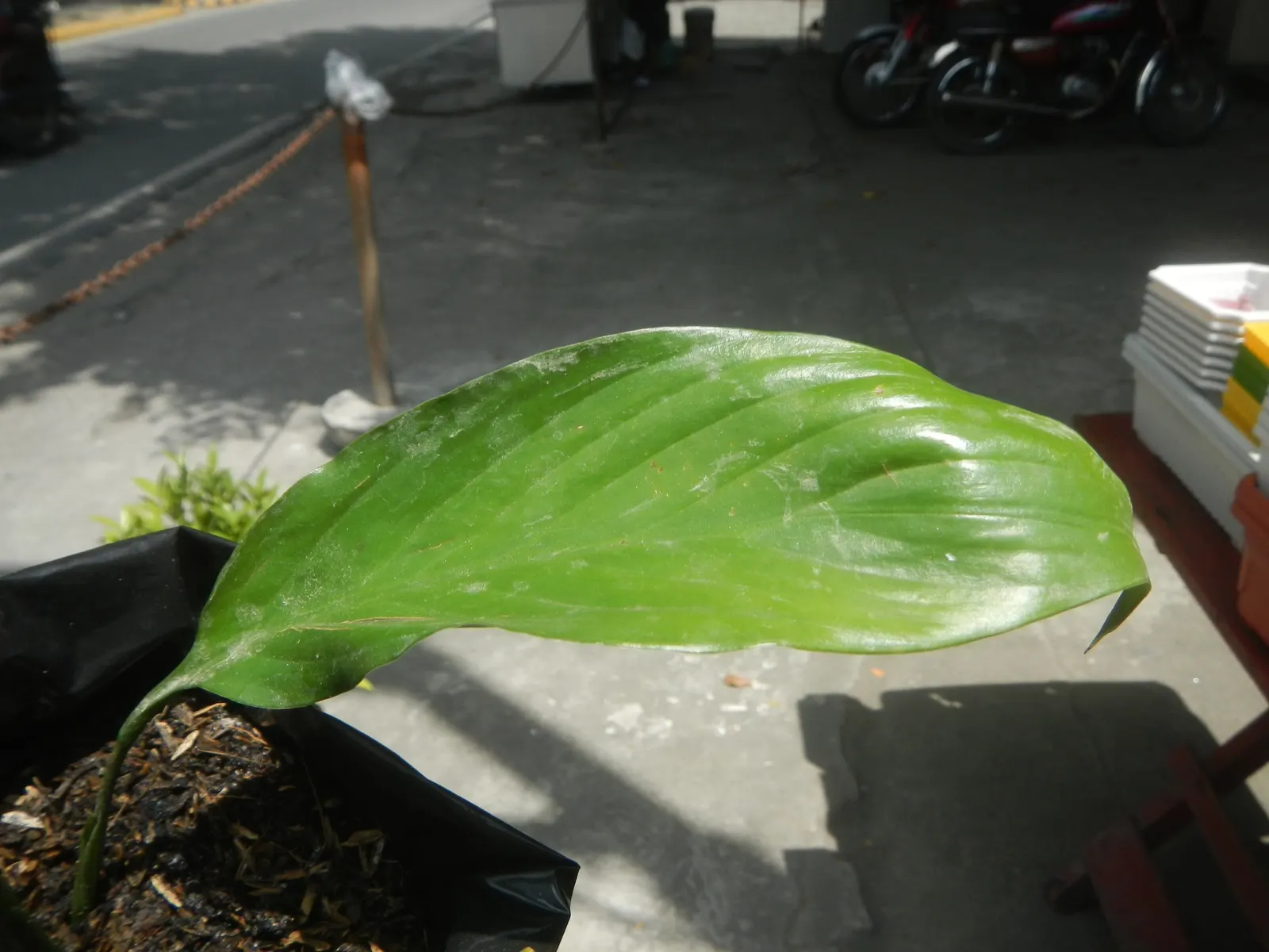 Peace Lily (Spathiphyllum wallisii) — and its striking white spathes that envelop subtle spadix flowers