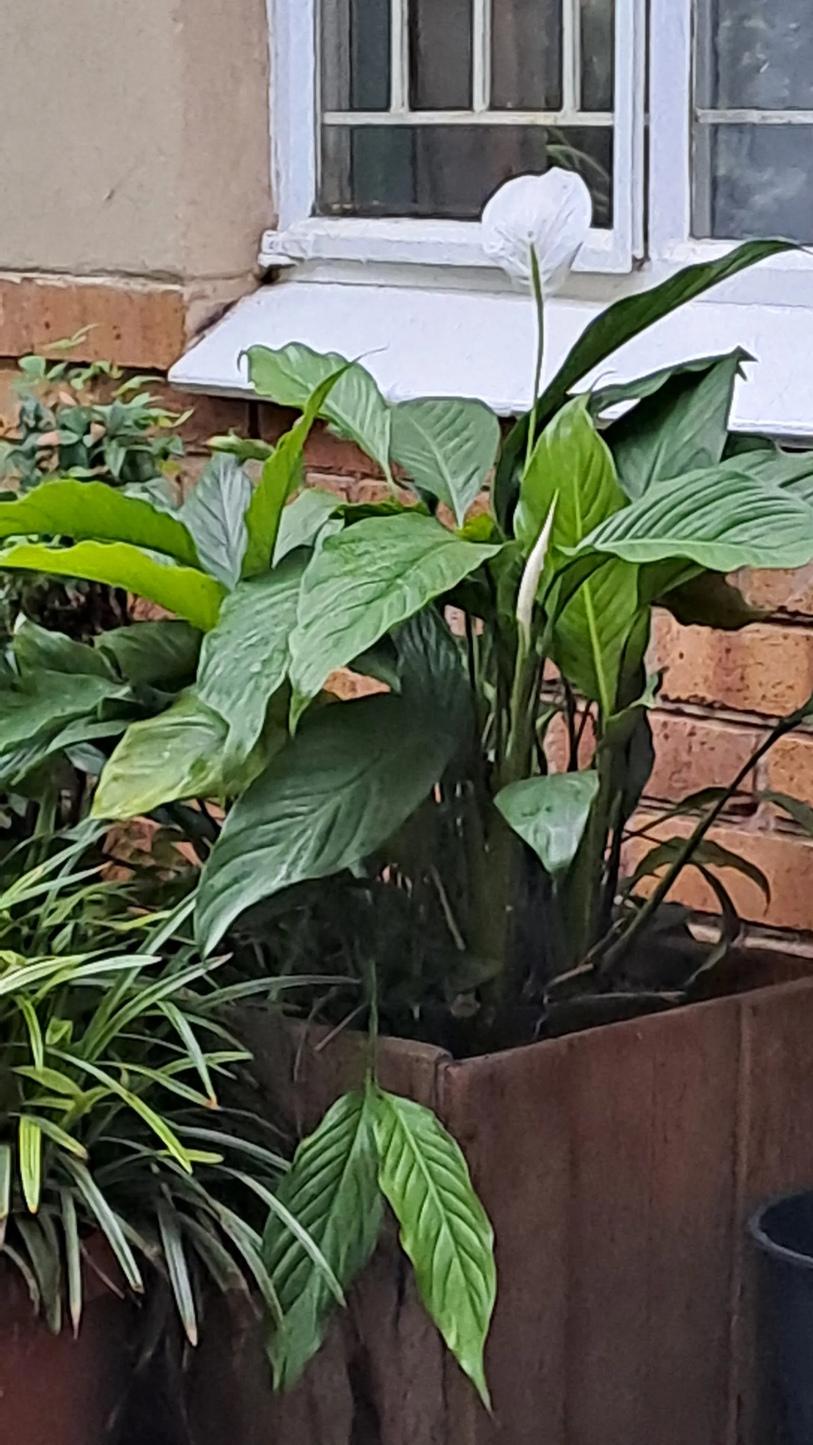 Peace Lily (Spathiphyllum wallisii) — well-draining soil with a pH slightly acidic to neutral.<br><br>As an evergreen; as overwatering can lead to, image 119