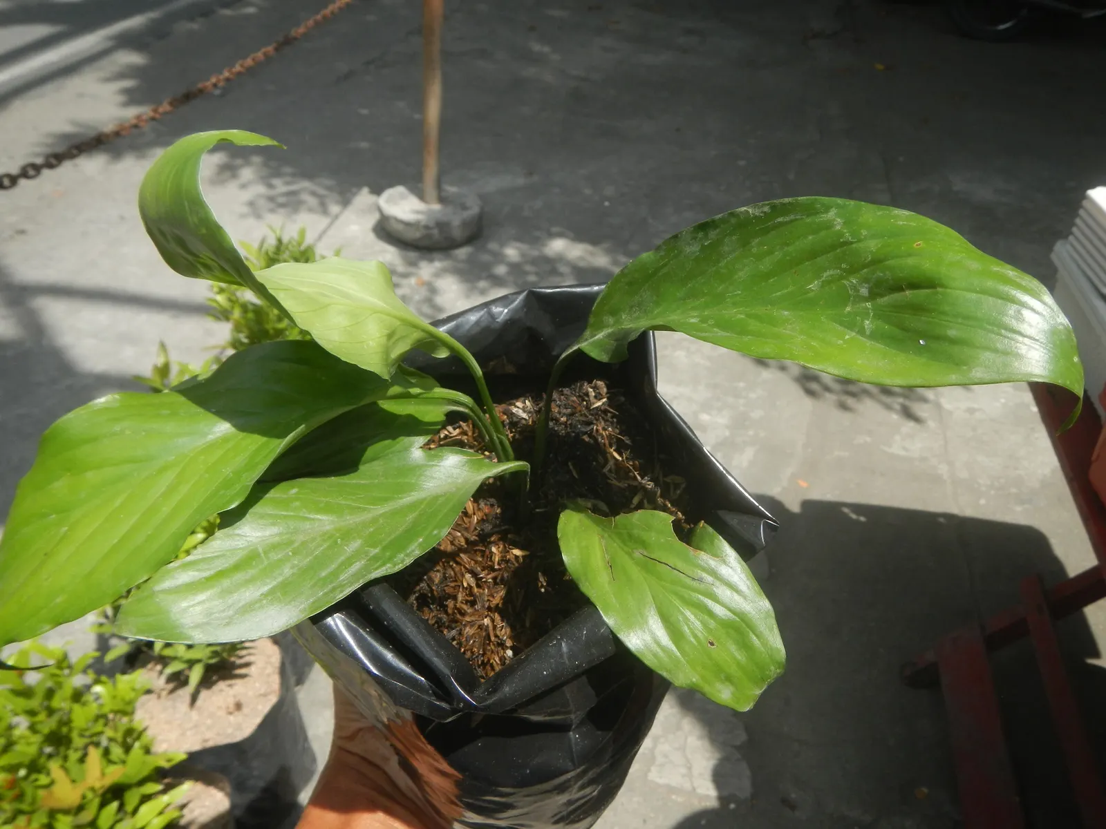 Peace Lily (Spathiphyllum wallisii) — the Peace Lily is a low-maintenance yet sophisticated addition to any landscape or indoor setting, image 77