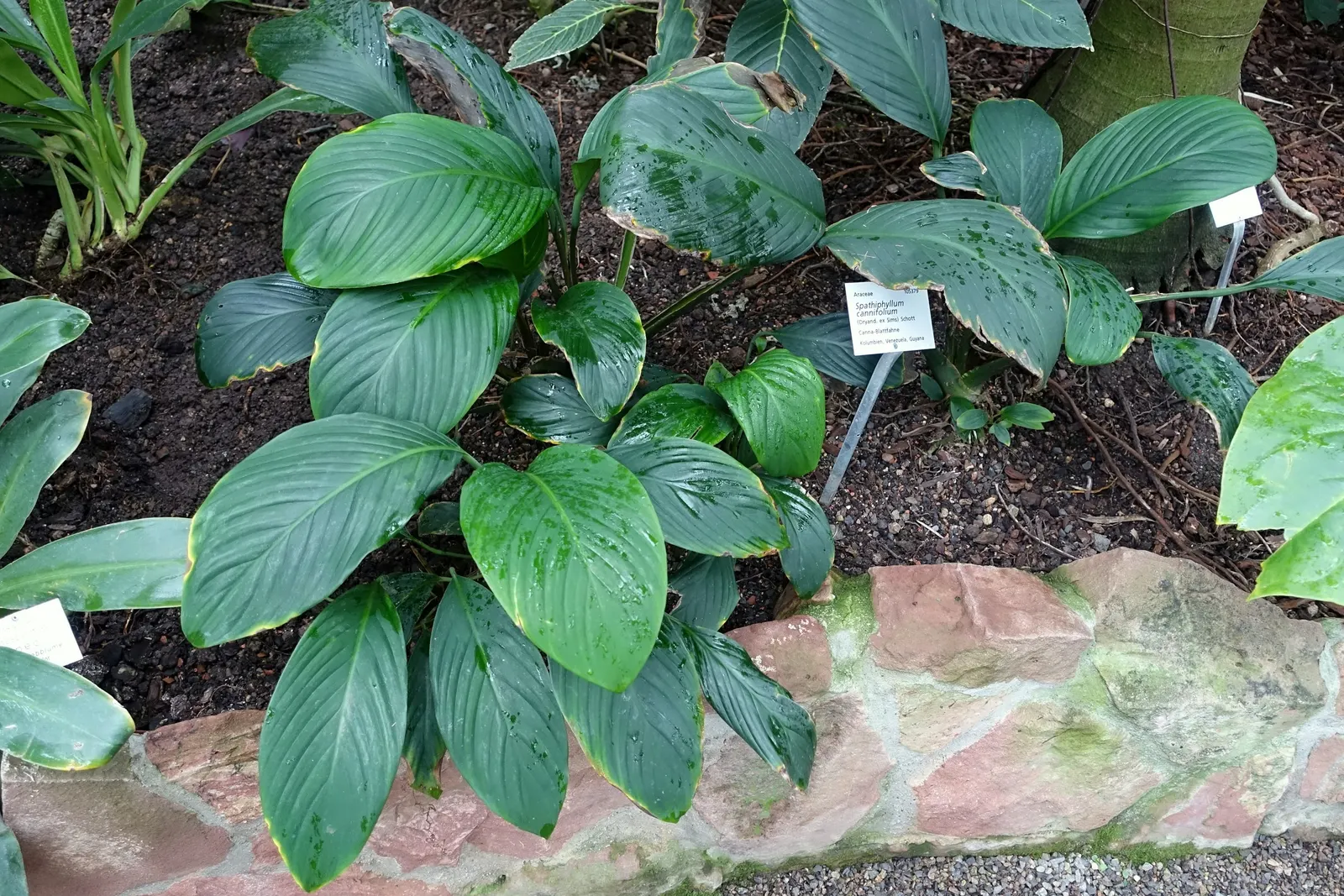 Peace Lily (Spathiphyllum wallisii) — The captivating white blooms can last for weeks