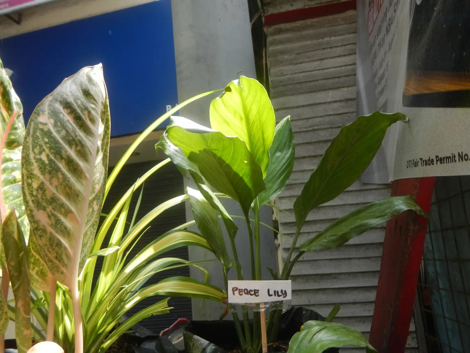 Peace Lily (Spathiphyllum wallisii) — These perennials are indigenous to tropical regions of the Americas and Southeast Asia; perennial with white blooms