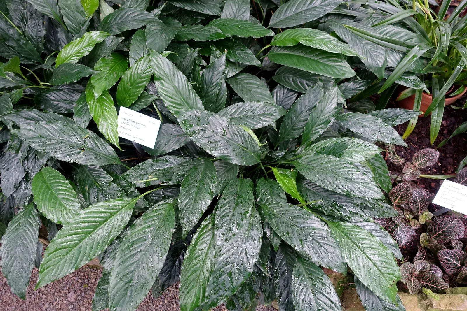 Peace Lily (Spathiphyllum wallisii) — and its striking white spathes that envelop subtle spadix flowers; white flowers in the garden, image 85