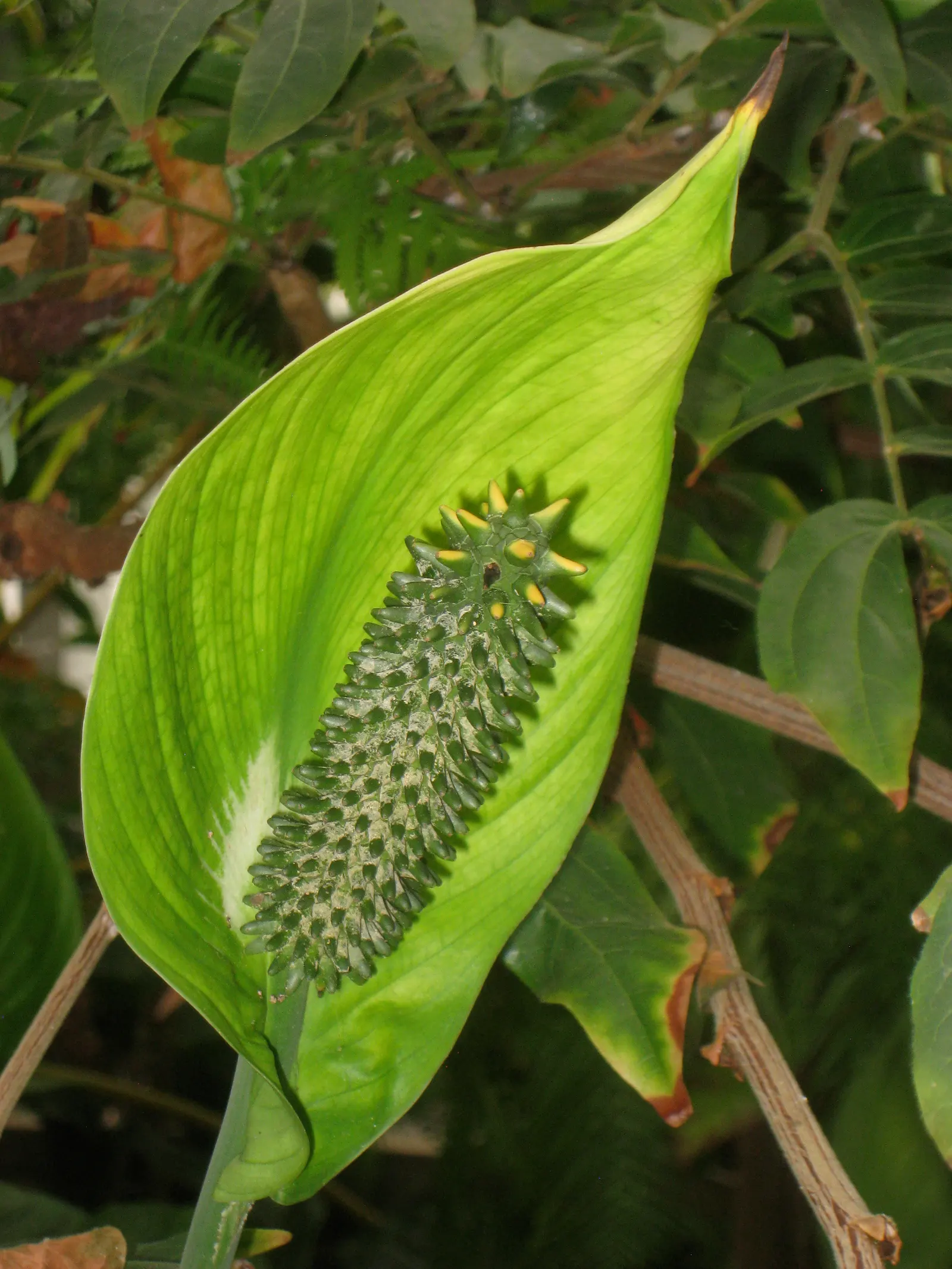 Peace Lily (Spathiphyllum wallisii) — with flowering periods lasting from early spring to late fall; is a timeless and elegant choice that adds a, image 94