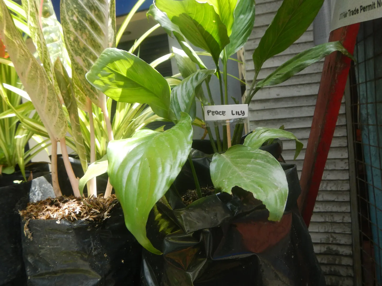 Peace Lily (Spathiphyllum wallisii) — The Peace Lily (Spathiphyllum); and its striking white spathes that envelop subtle spadix flowers, image 55