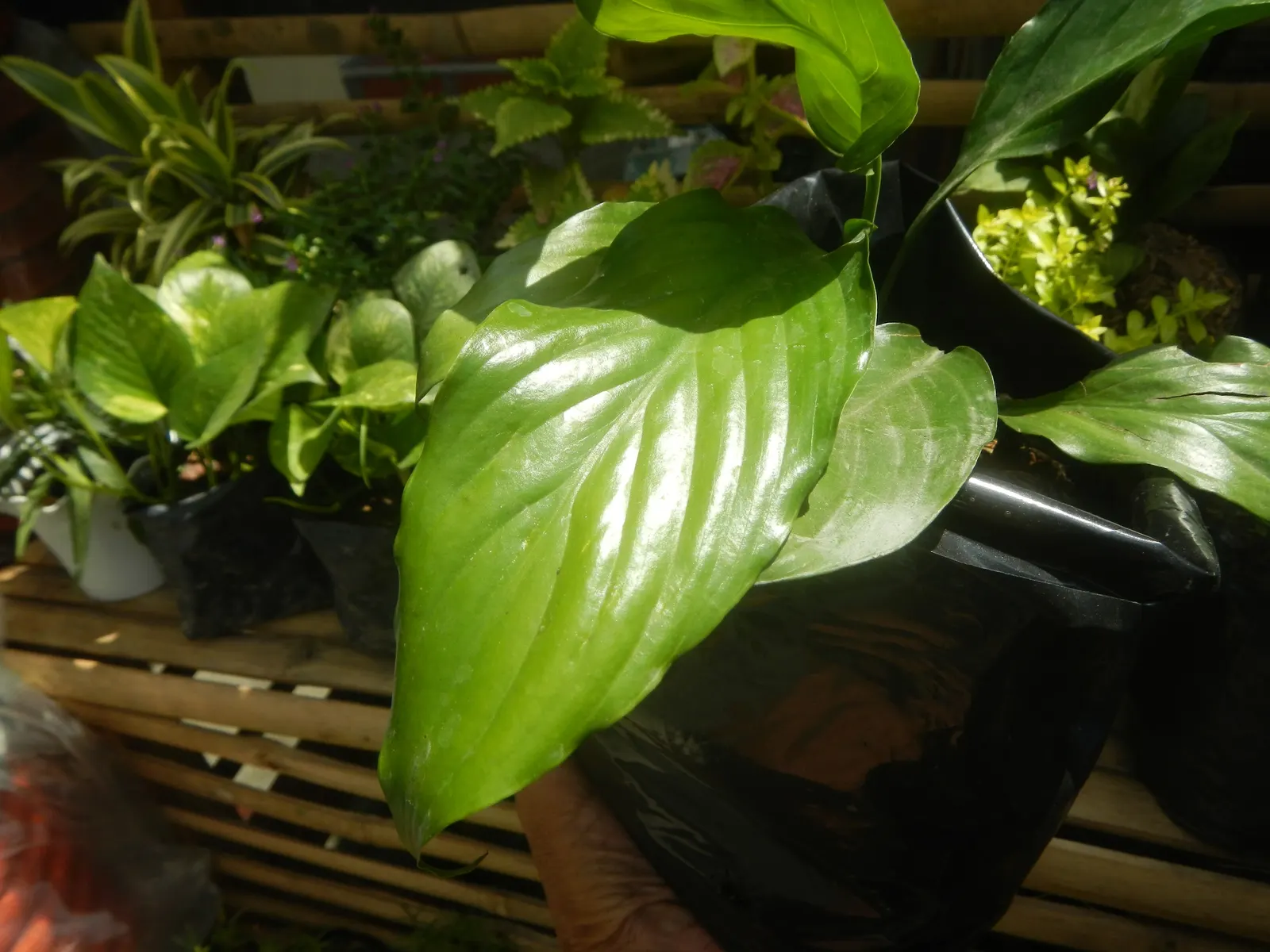 Peace Lily (Spathiphyllum wallisii) — as overwatering can lead to root rot.<br><br>Aside from aesthetic value; an elegant evergreen perennial, image 101