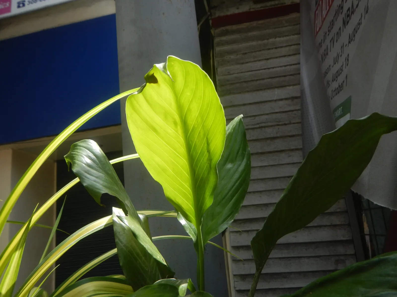 Peace Lily (Spathiphyllum wallisii) — perennial for deep shade or shade; offering both beauty and practical benefits, image 81
