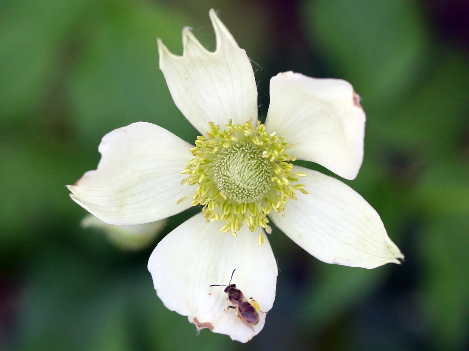Tall Thimbleweed (Anemone Virginiana) — Tall Thimbleweed (Anemone virginiana) is a North American native perennial; it thrives in USDA zones 3-8, image 33