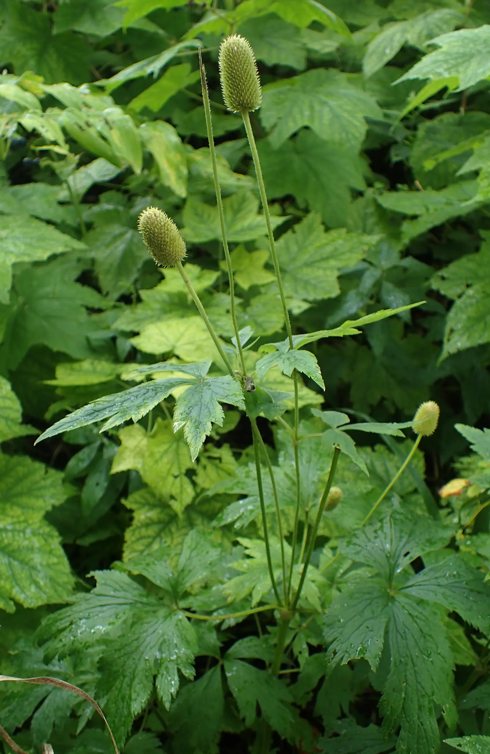 Tall Thimbleweed (Anemone Virginiana) — it showcases deeply lobed leaves and white flowers in late spring to early summer
