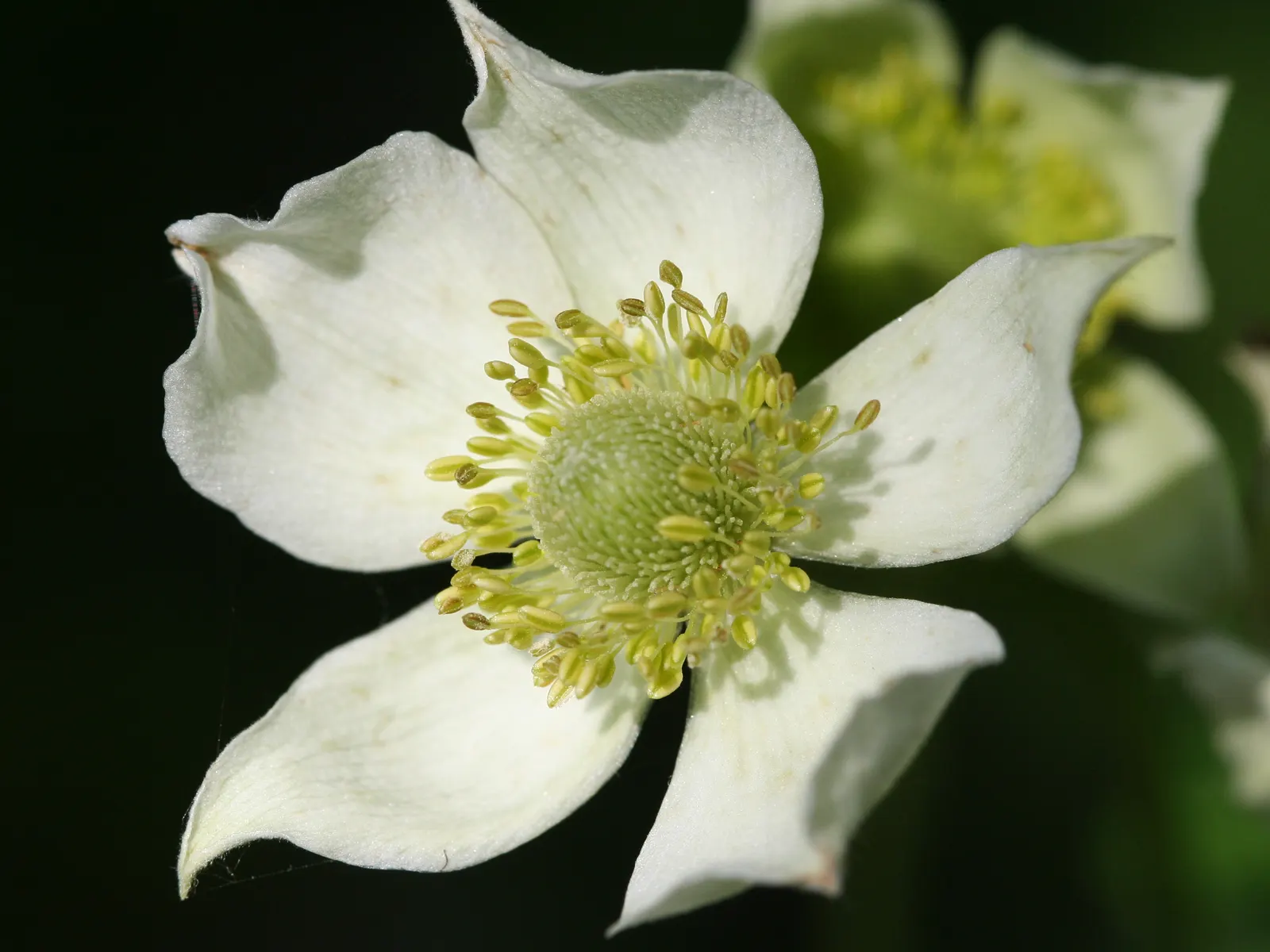 Tall Thimbleweed (Anemone Virginiana) — Its adaptability makes it a useful component in a variety of design scenarios; tall Thimbleweed (Anemone, image 60
