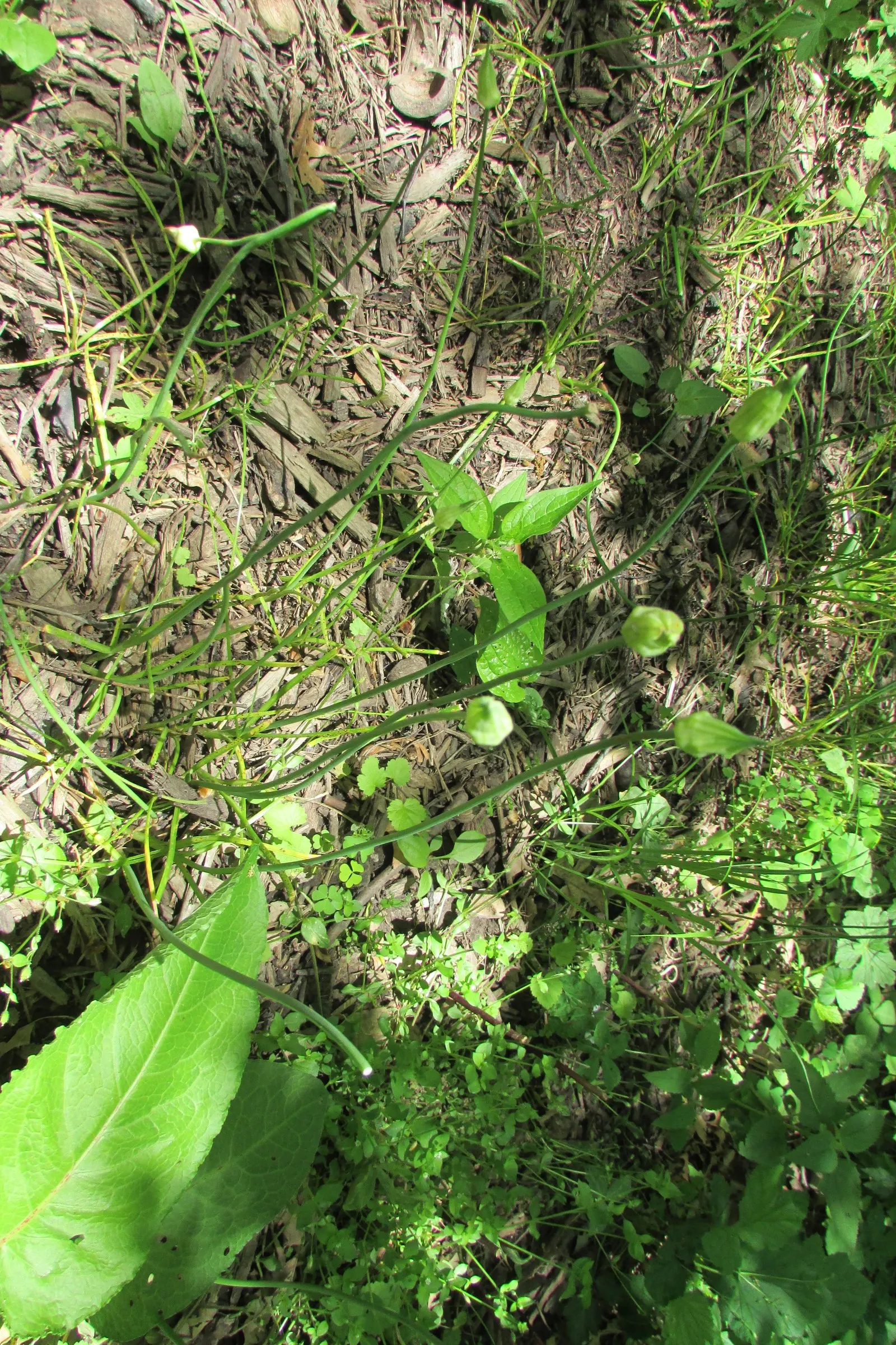 Tall Thimbleweed (Anemone Virginiana) — perennial with white blooms