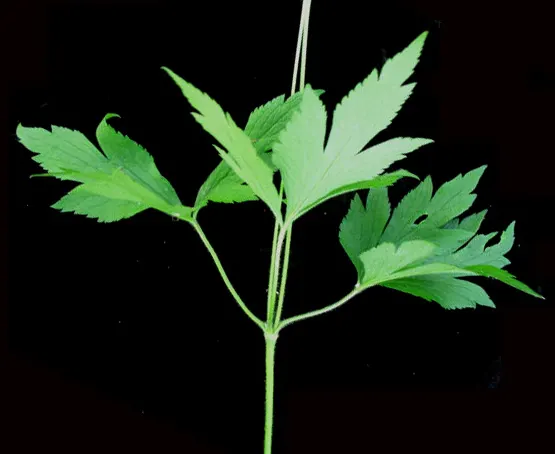 Tall Thimbleweed (Anemone Virginiana) — is a North American native perennial well-suited for the naturalistic landscape or wildflower garden