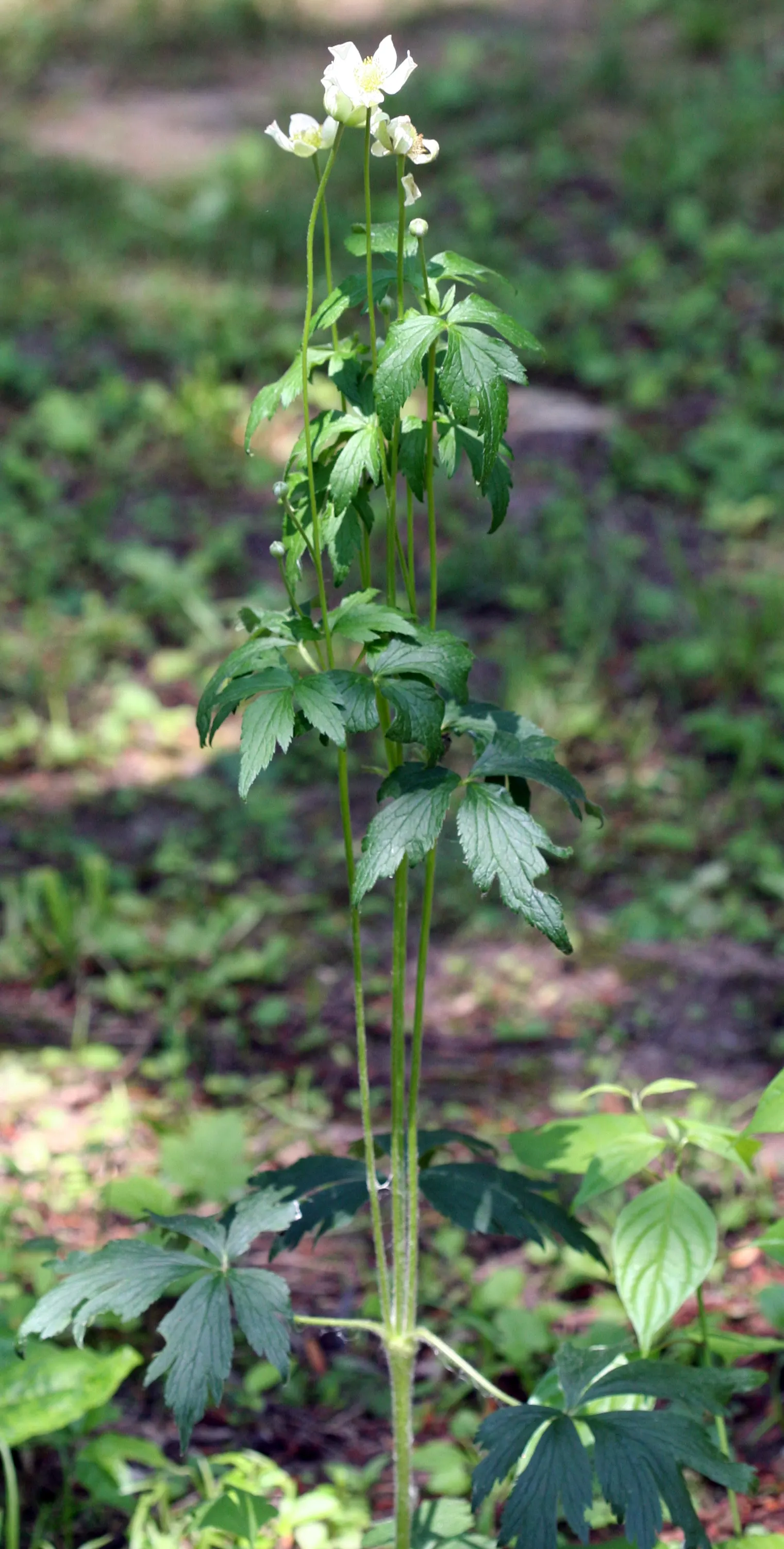Tall Thimbleweed (Anemone Virginiana) — Its adaptability makes it a useful component in a variety of design scenarios