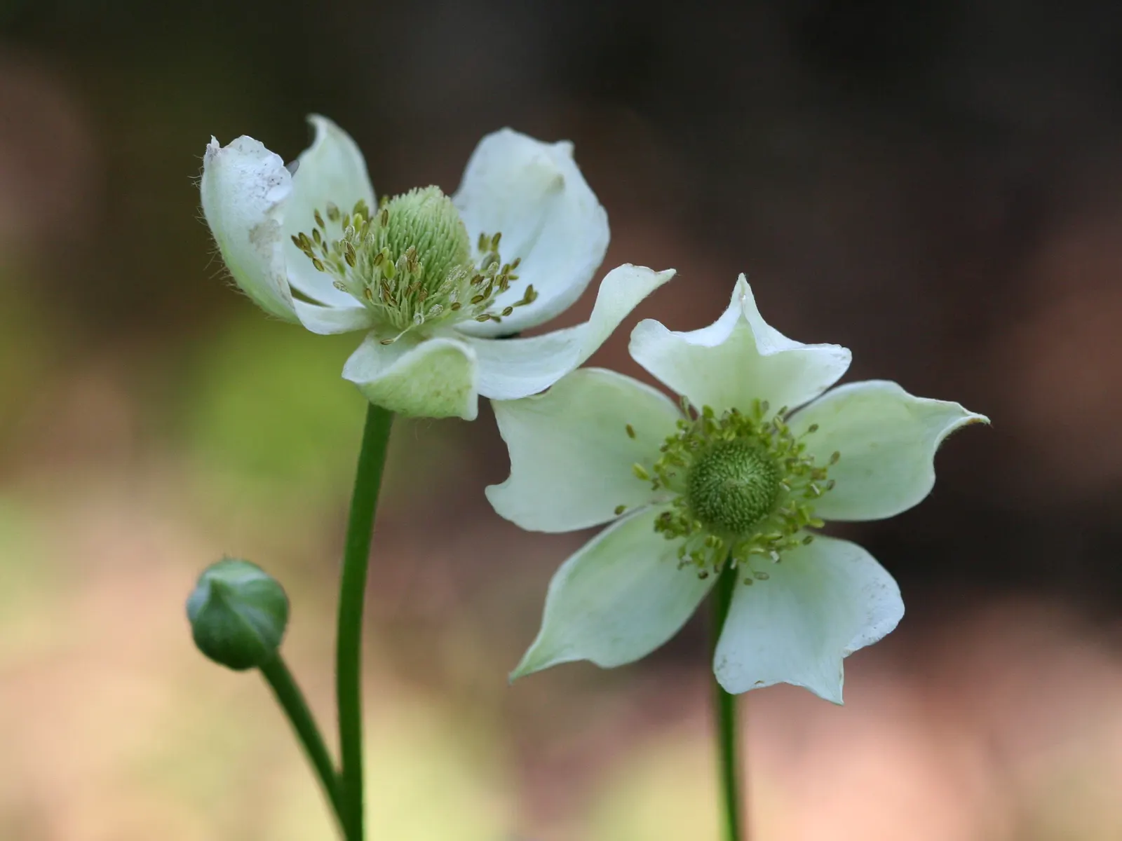Tall Thimbleweed (Anemone Virginiana) — white flowers in the garden; perennial with white blooms, image 46