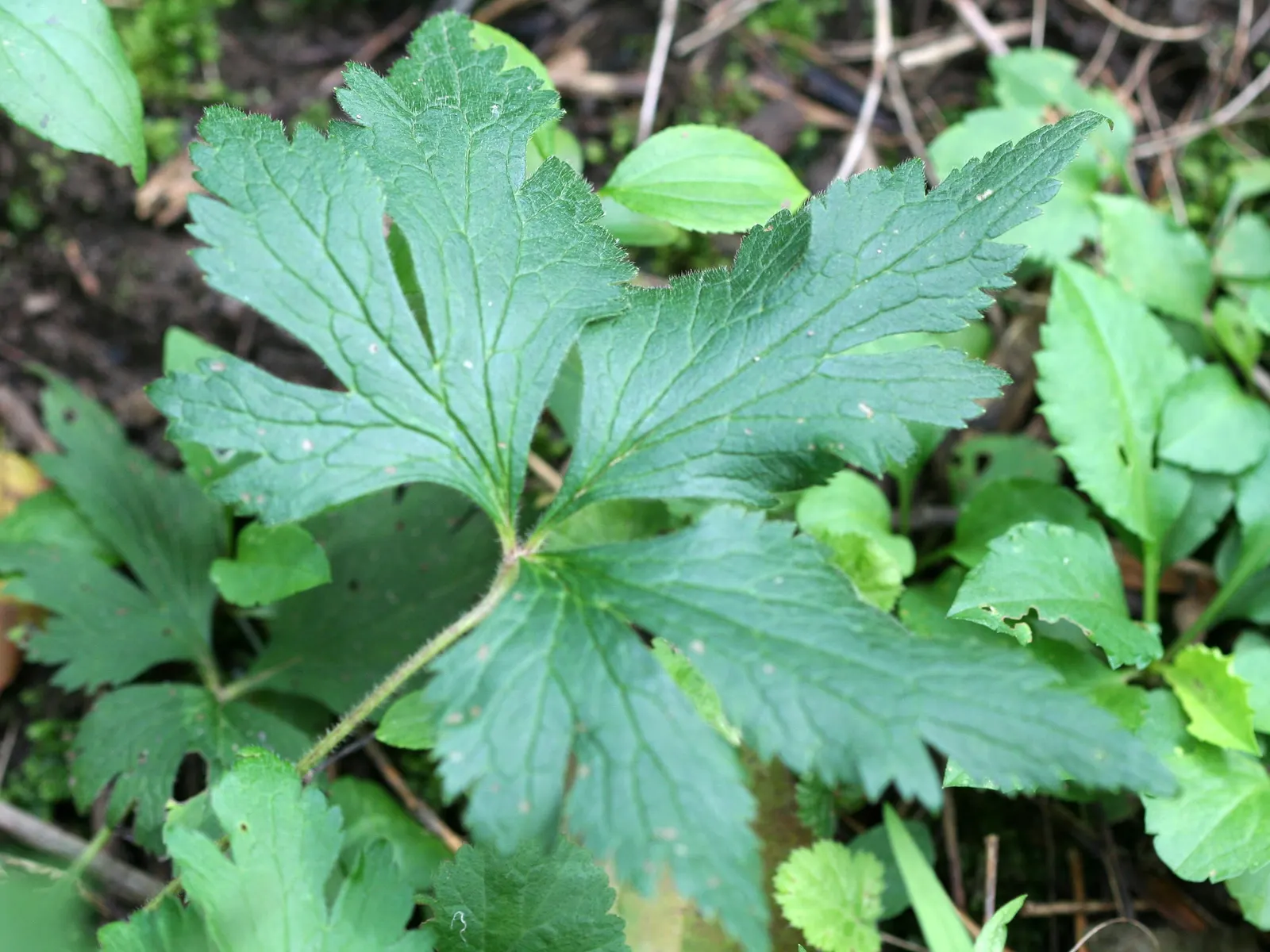 Tall Thimbleweed (Anemone Virginiana) — this species of anemone is known for its charming yet subtle appeal.<br><br>Featuring an upright habit, image 40