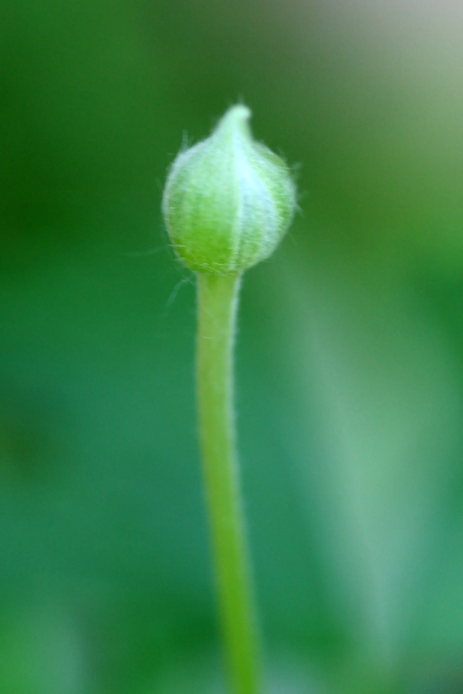 Tall Thimbleweed (Anemone Virginiana) — perennial for full or half; or as a backdrop for lower-growing perennials, image 48
