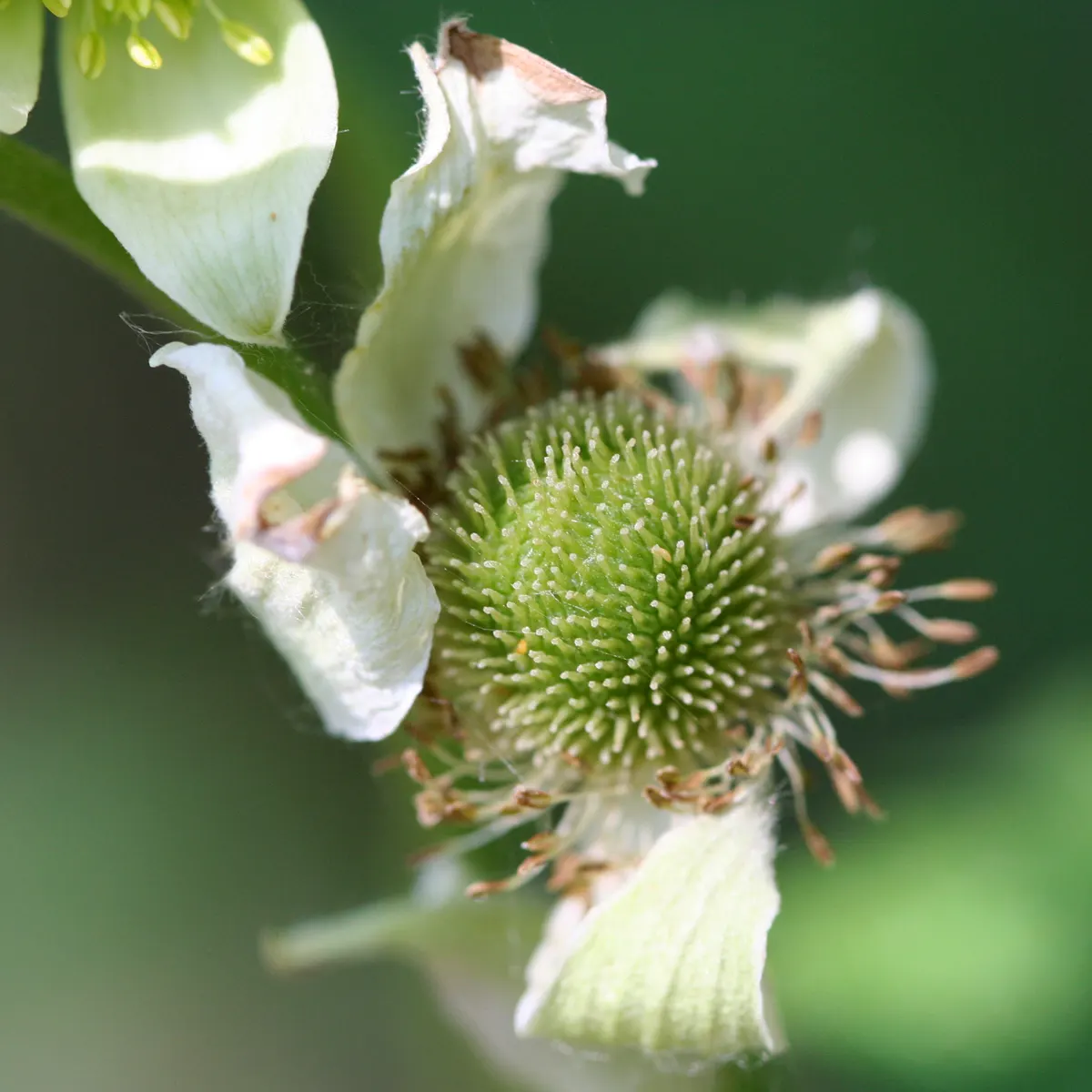 Tall Thimbleweed (Anemone Virginiana) — Growing to an approximate height of 2 to 3 feet with a spread of about 1 foot when fully mature