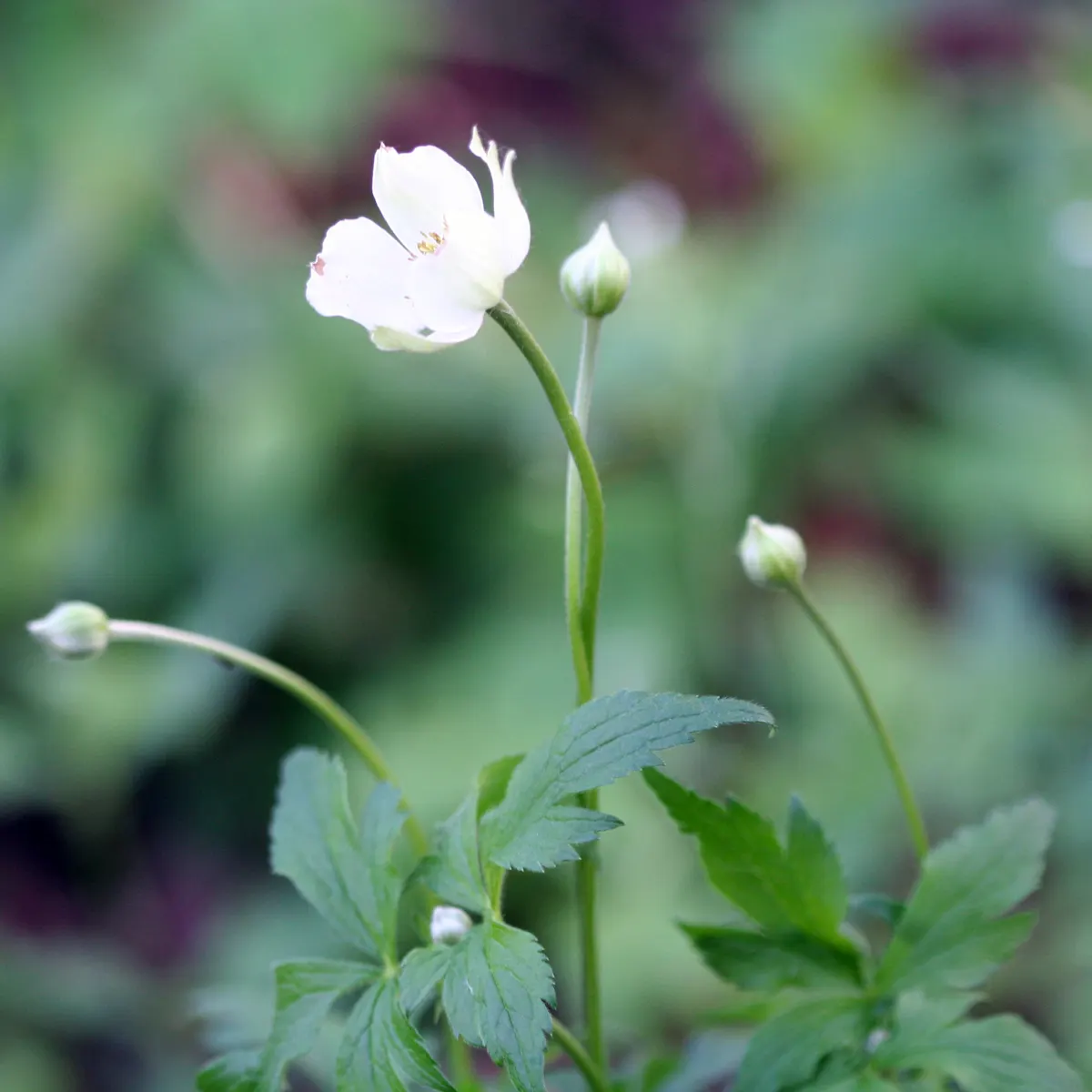 Tall Thimbleweed (Anemone Virginiana) — from full sun to partial shade; appear in late spring to early summer and provide a delightful display, image 43