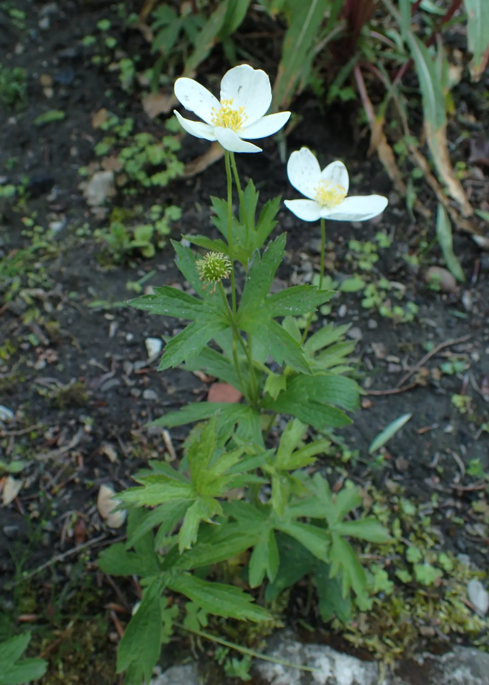 Tall Thimbleweed (Anemone Virginiana) — white flowers in the garden; perennial with white blooms