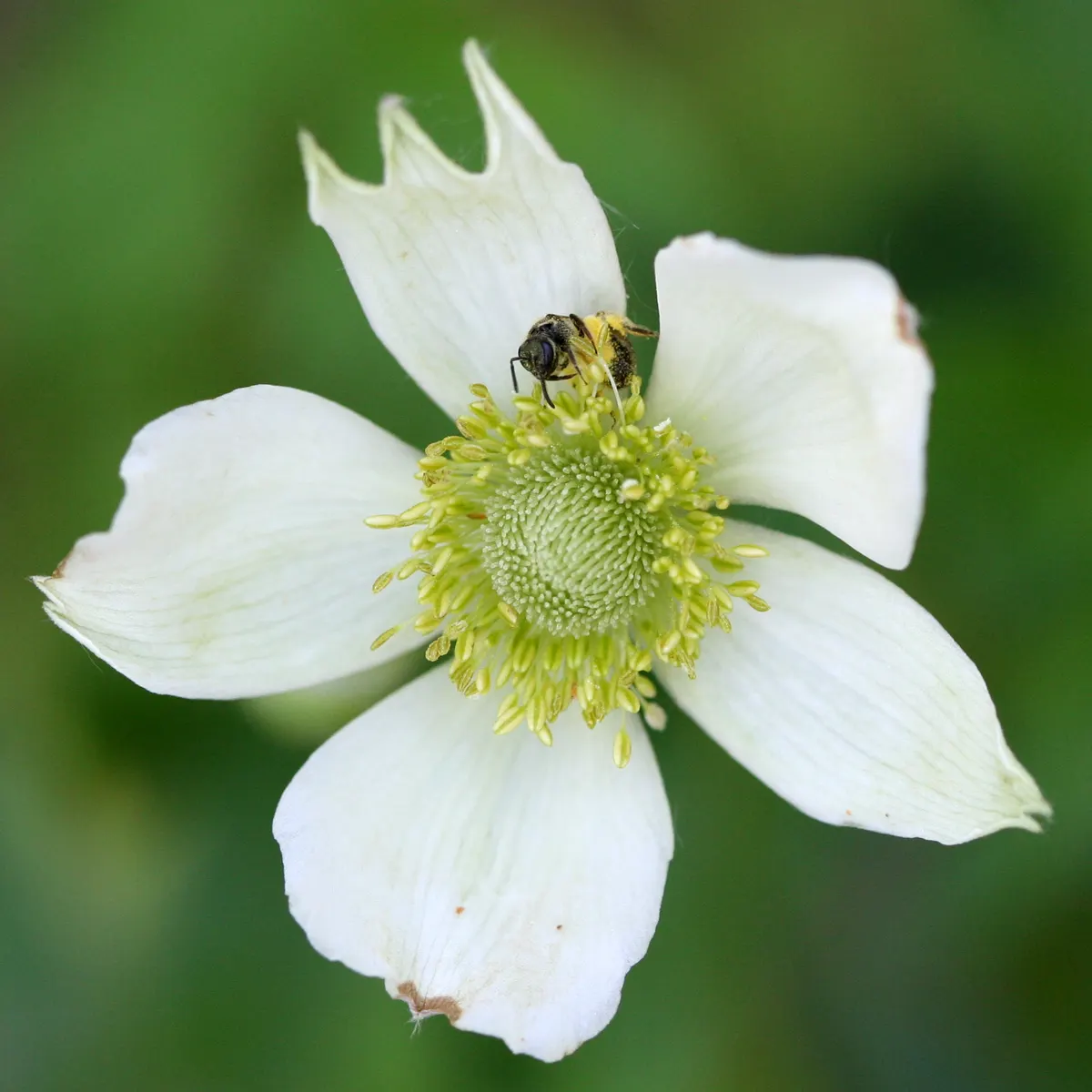 Tall Thimbleweed (Anemone Virginiana) — is a North American native perennial well-suited for the naturalistic landscape or wildflower garden; growing to an