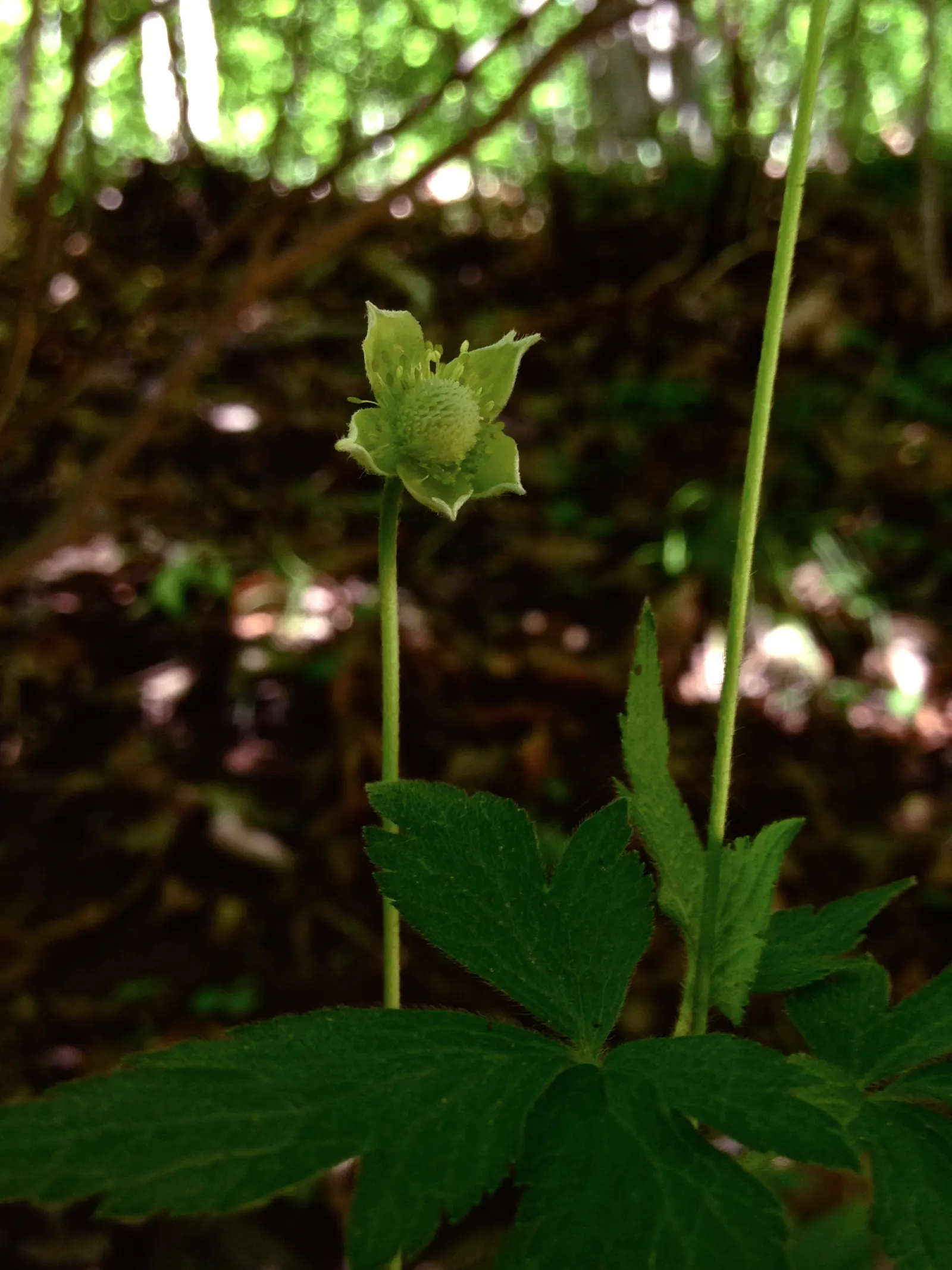 Tall Thimbleweed (Anemone Virginiana) — leading to unique thimble-shaped seed heads; it showcases deeply lobed leaves and white flowers in late, image 51