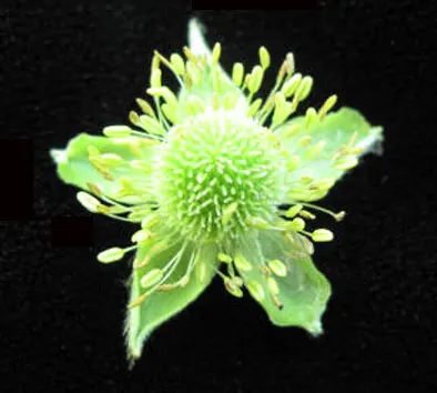 Tall Thimbleweed (Anemone Virginiana) — Growing to an approximate height of 2 to 3 feet with a spread of about 1 foot when fully mature; white, image 55