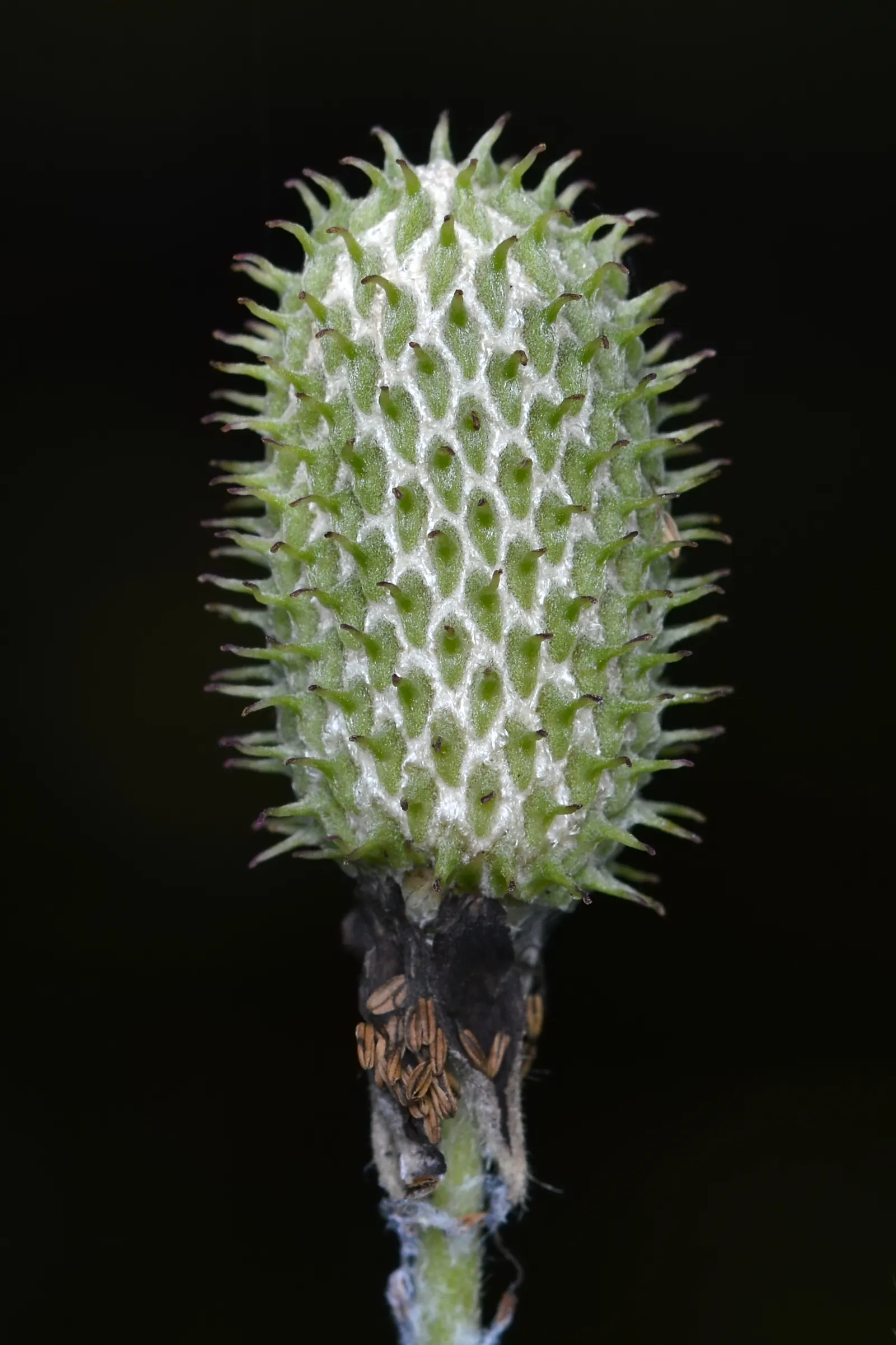 Tall Thimbleweed (Anemone Virginiana) — perennial for full or half; or as a backdrop for lower-growing perennials