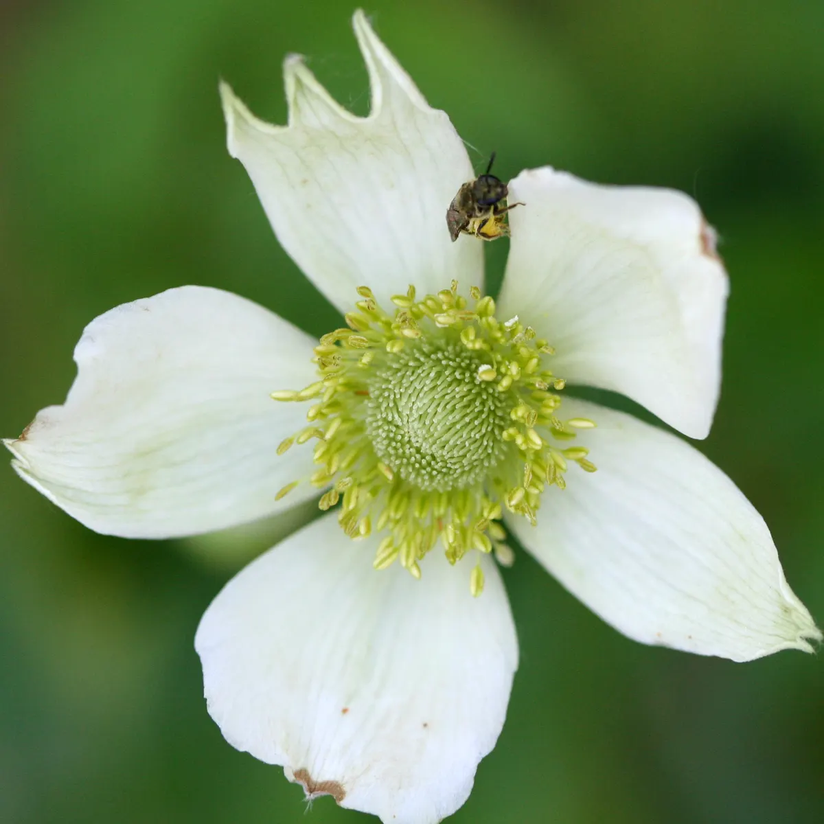 Tall Thimbleweed (Anemone Virginiana) — it showcases deeply lobed leaves and white flowers in late spring to early summer; from full sun to partial shade