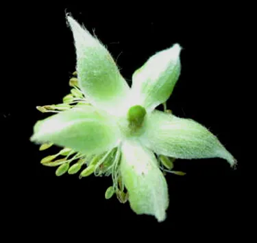 Tall Thimbleweed (Anemone Virginiana) — Its adaptability makes it a useful component in a variety of design scenarios; tall Thimbleweed (Anemone virginiana) is
