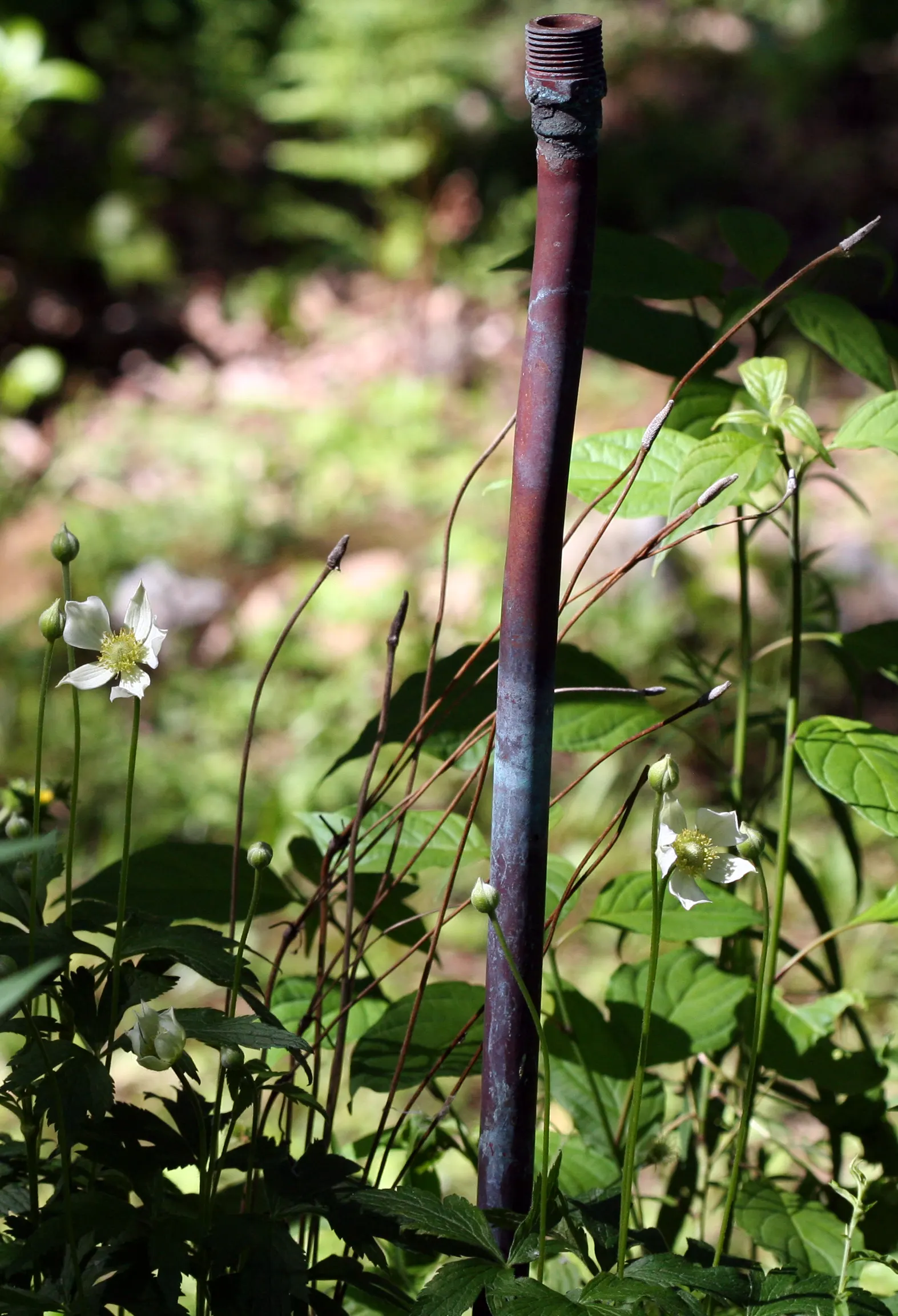 Tall Thimbleweed (Anemone Virginiana) — from full sun to partial shade