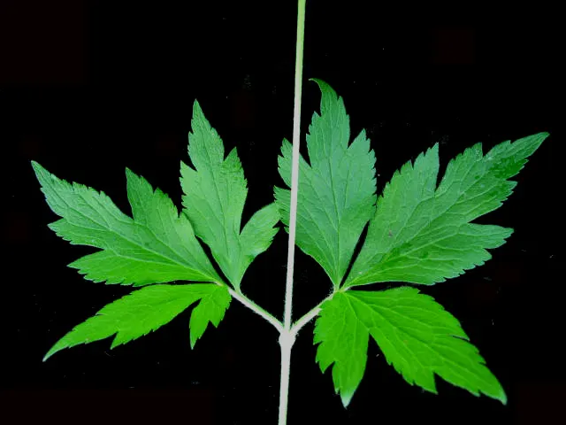 Tall Thimbleweed (Anemone Virginiana) — Ideal for naturalized areas, this hardy plant provides texture and interest to woodland gardens and, image 37