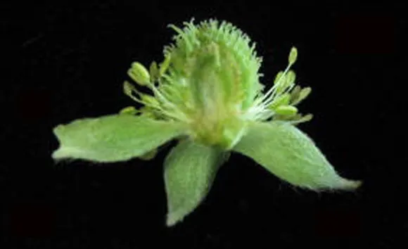 Tall Thimbleweed (Anemone Virginiana) — which typically measure around 1 to 2 inches across; its adaptability makes it a useful component in a, image 41