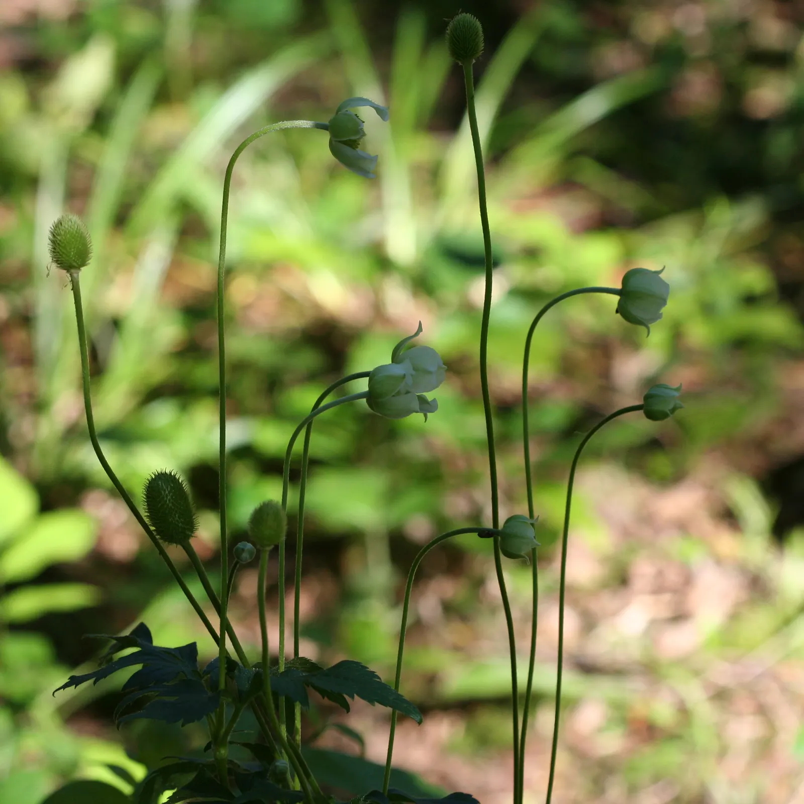 Tall Thimbleweed (Anemone Virginiana) — is a North American native perennial well-suited for the naturalistic landscape or wildflower garden, image 54