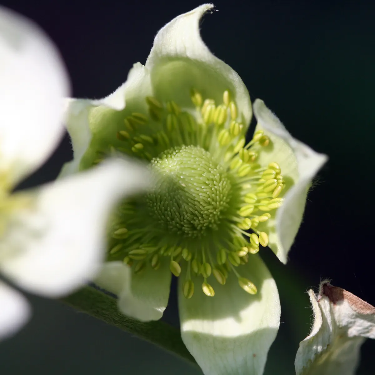 Tall Thimbleweed (Anemone Virginiana) — leading to unique thimble-shaped seed heads; it showcases deeply lobed leaves and white flowers in late, image 35