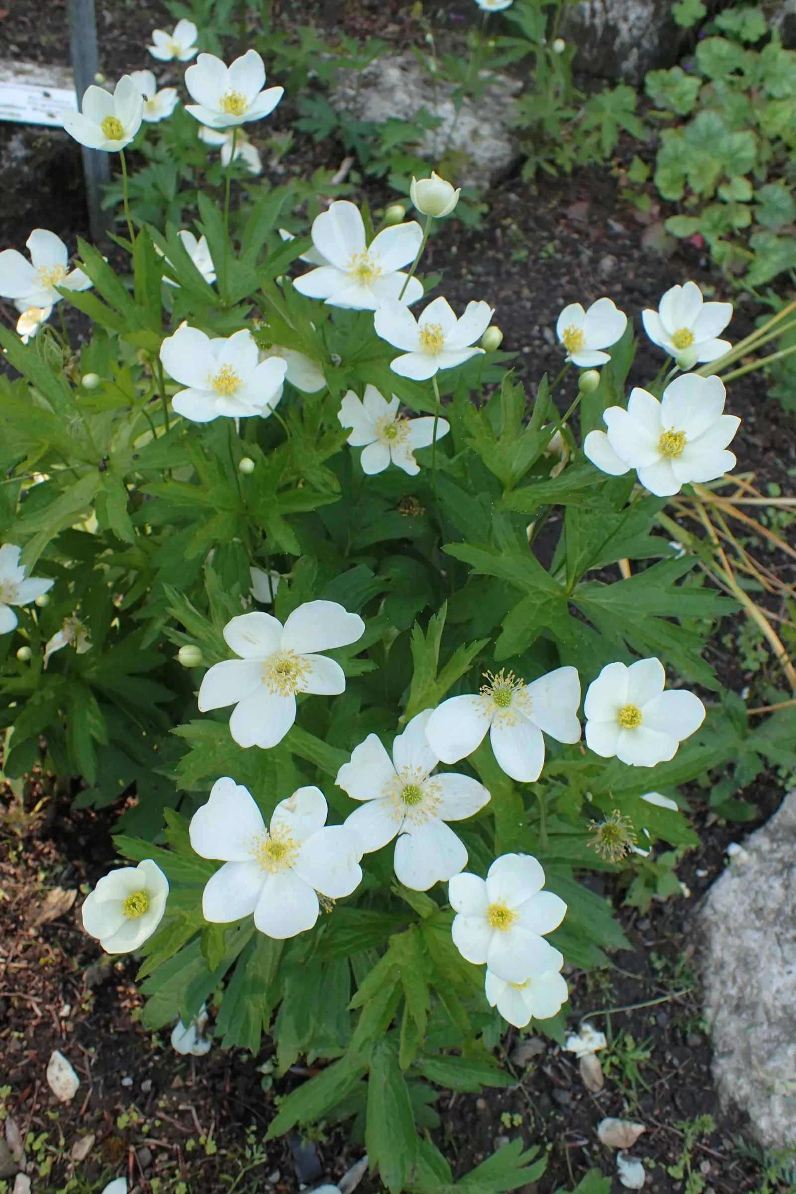Tall Thimbleweed (Anemone Virginiana) — Ideal for naturalized areas, this hardy plant provides texture and interest to woodland gardens and borders; perennial