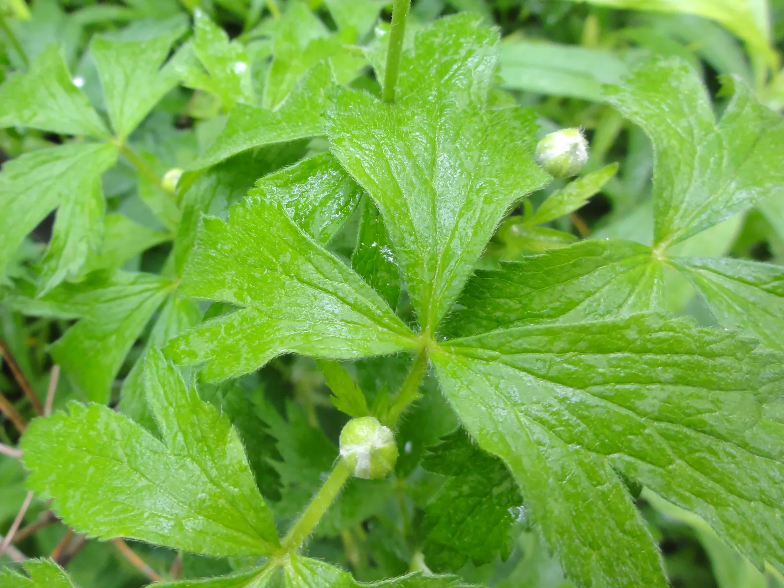 Tall Thimbleweed (Anemone Virginiana) — It thrives in USDA zones 3-8, preferring full sun to partial shade and well-drained soil; which typically, image 36