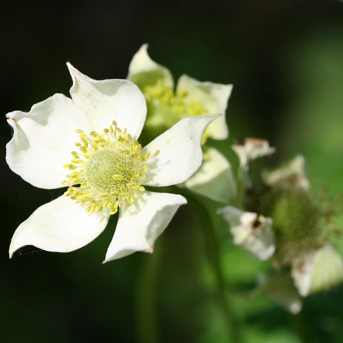 Tall Thimbleweed (Anemone Virginiana) — Growing to an approximate height of 2 to 3 feet with a spread of about 1 foot when fully mature; white, image 39
