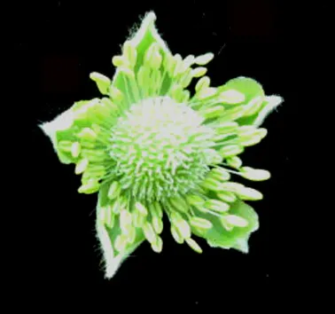 Tall Thimbleweed (Anemone Virginiana) — leading to unique thimble-shaped seed heads
